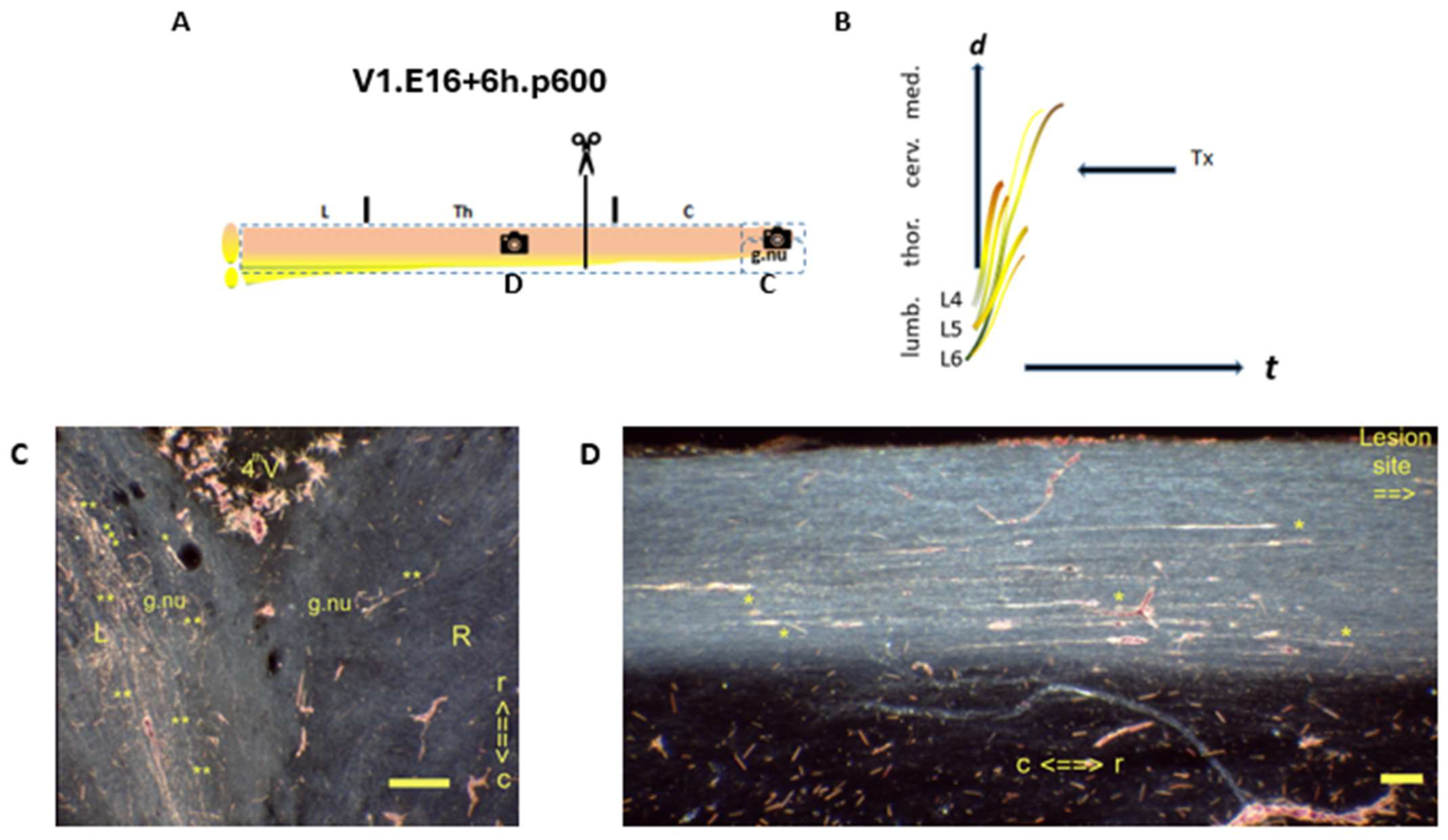 Anatomia 04 00012 g004