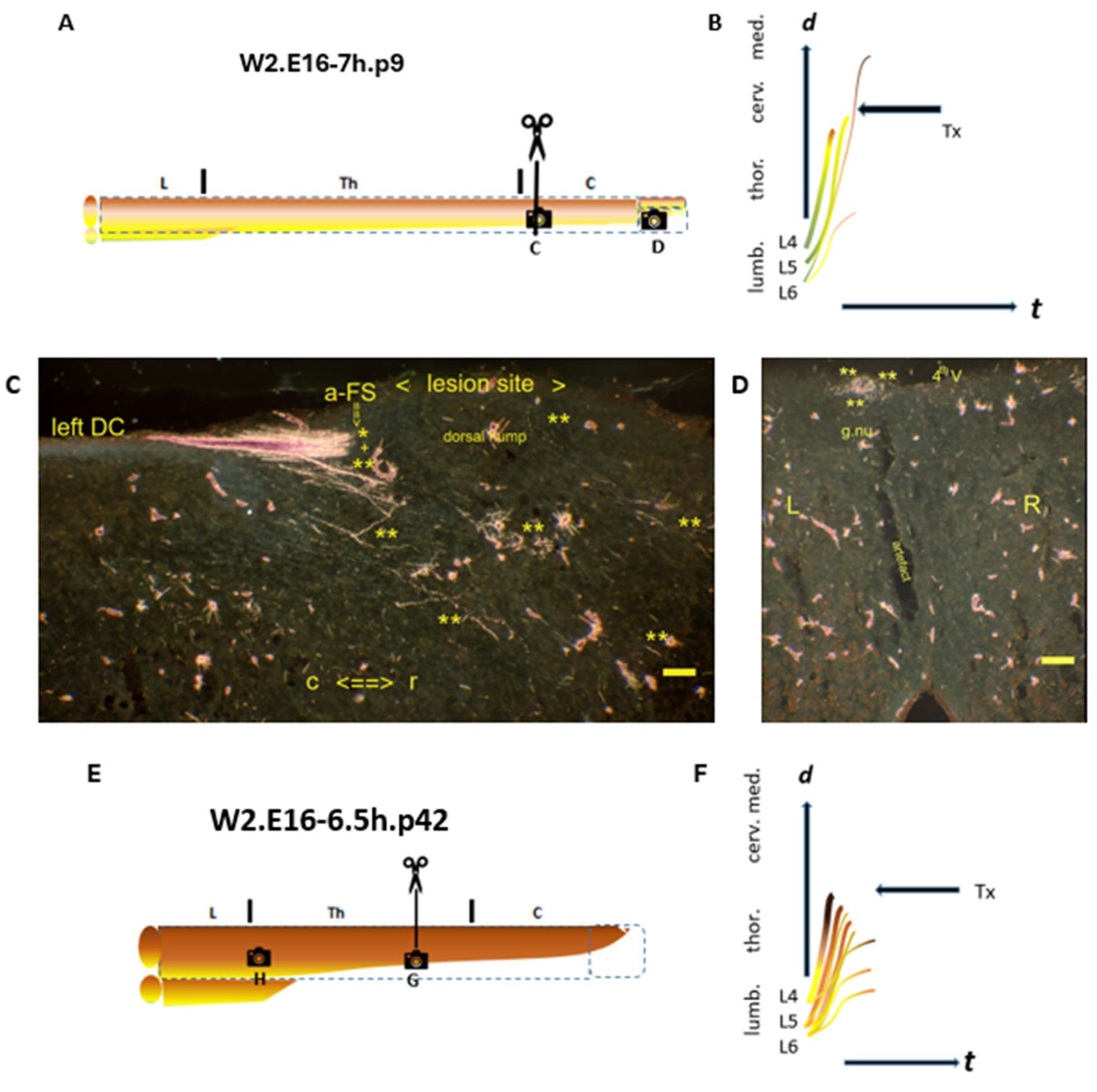 Anatomia 04 00012 g006a