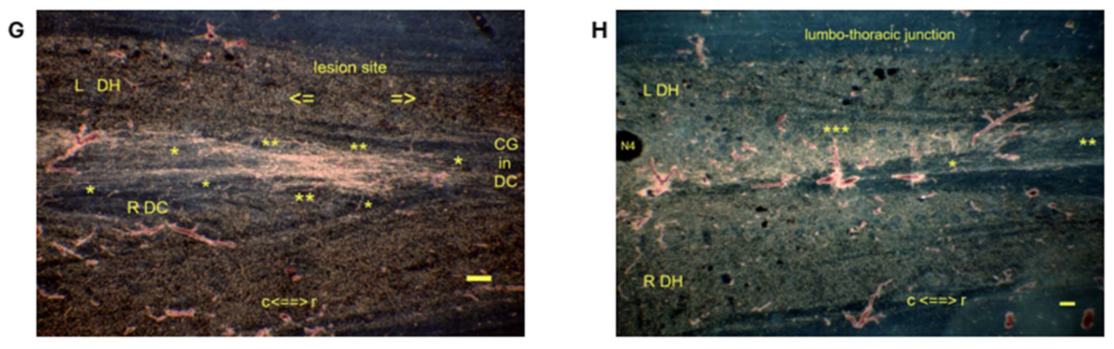 Anatomia 04 00012 g006b
