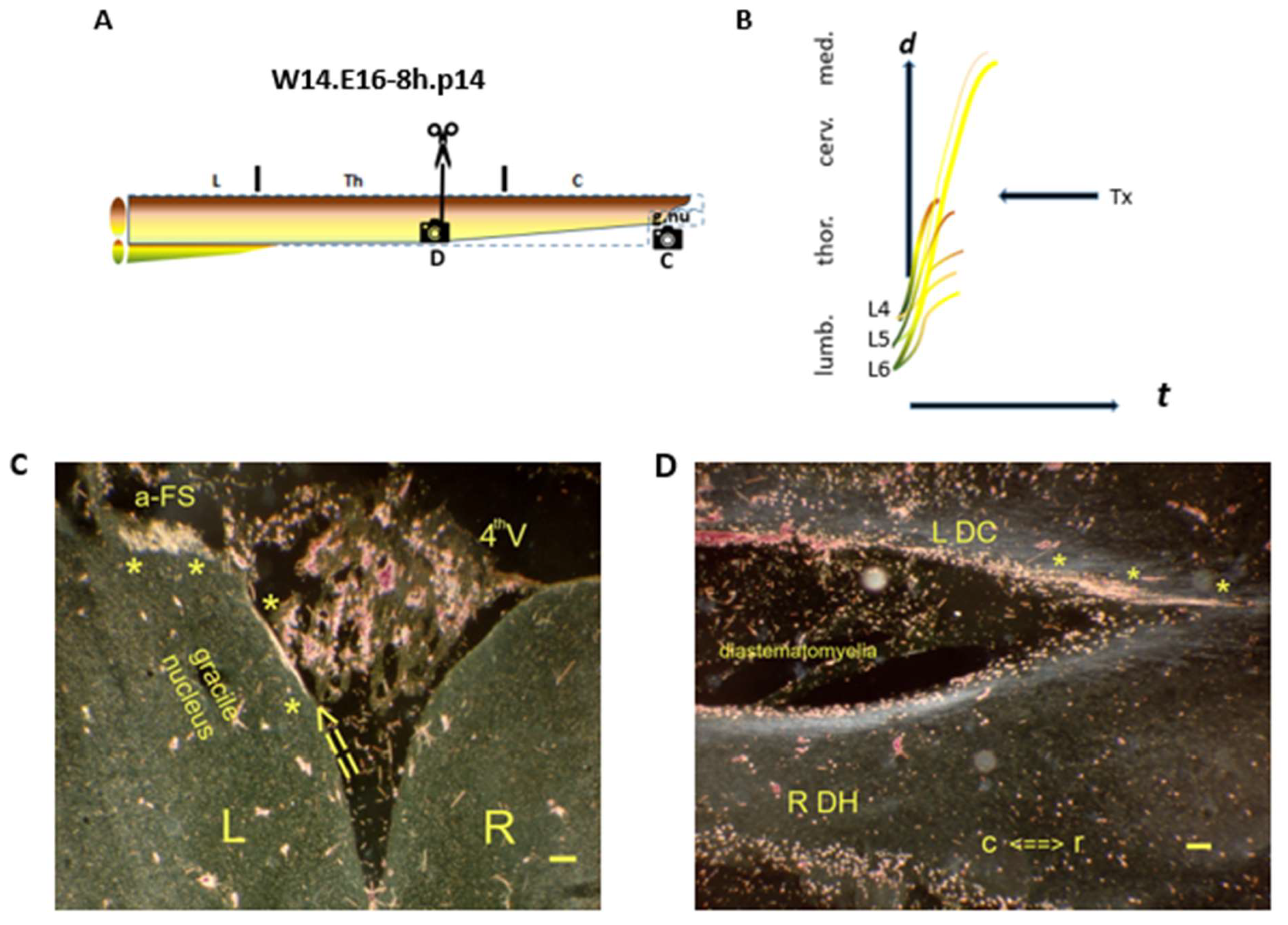 Anatomia 04 00012 g008