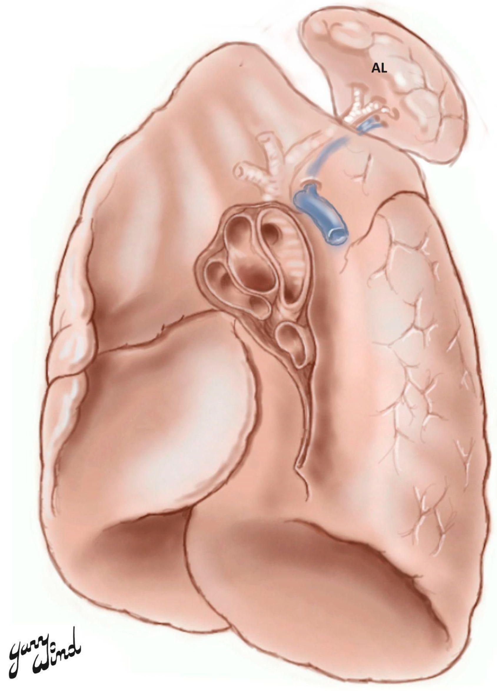 Anatomia 04 00013 g001 Anatomia 04 00013 g001