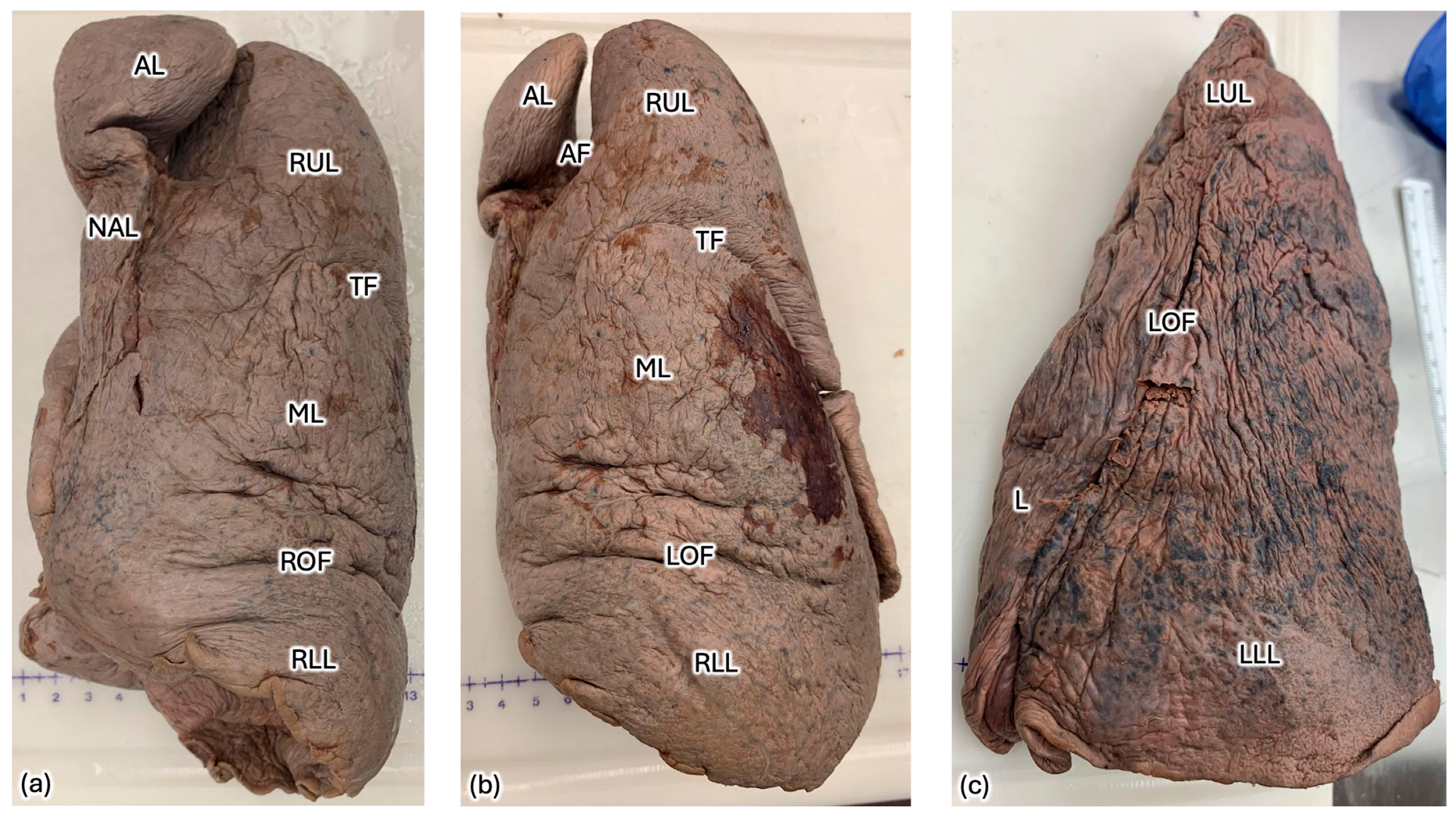 Anatomia 04 00013 g002 Anatomia 04 00013 g002