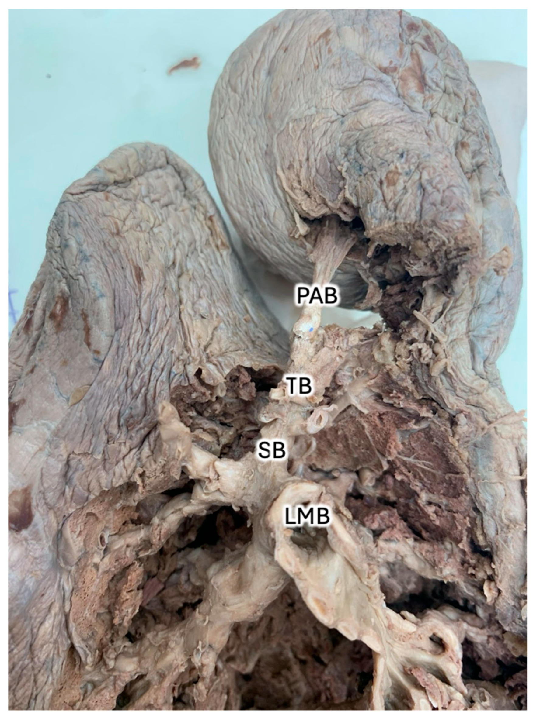 Anatomia 04 00013 g003 Anatomia 04 00013 g003