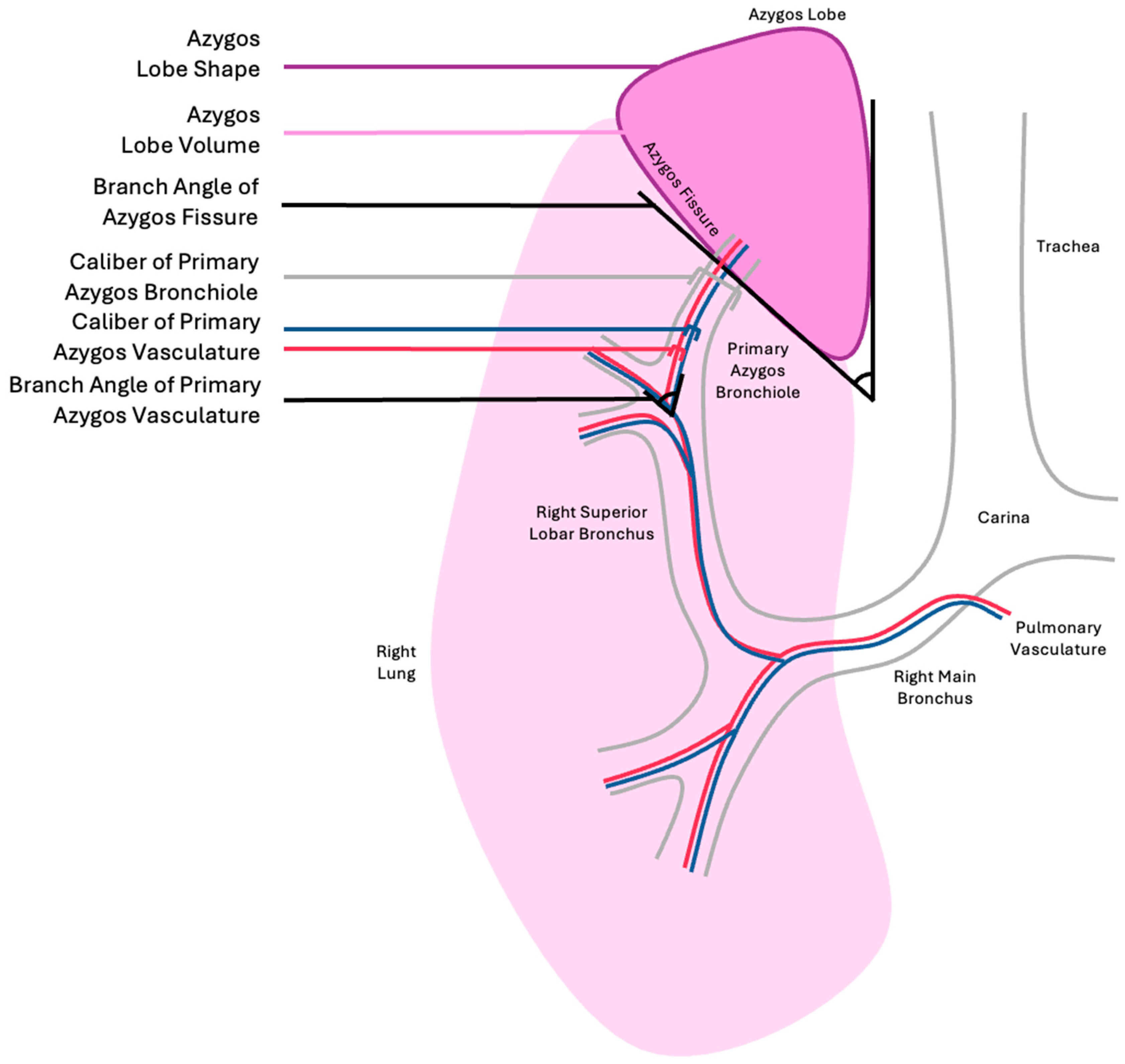 Anatomia 04 00013 g004 Anatomia 04 00013 g004