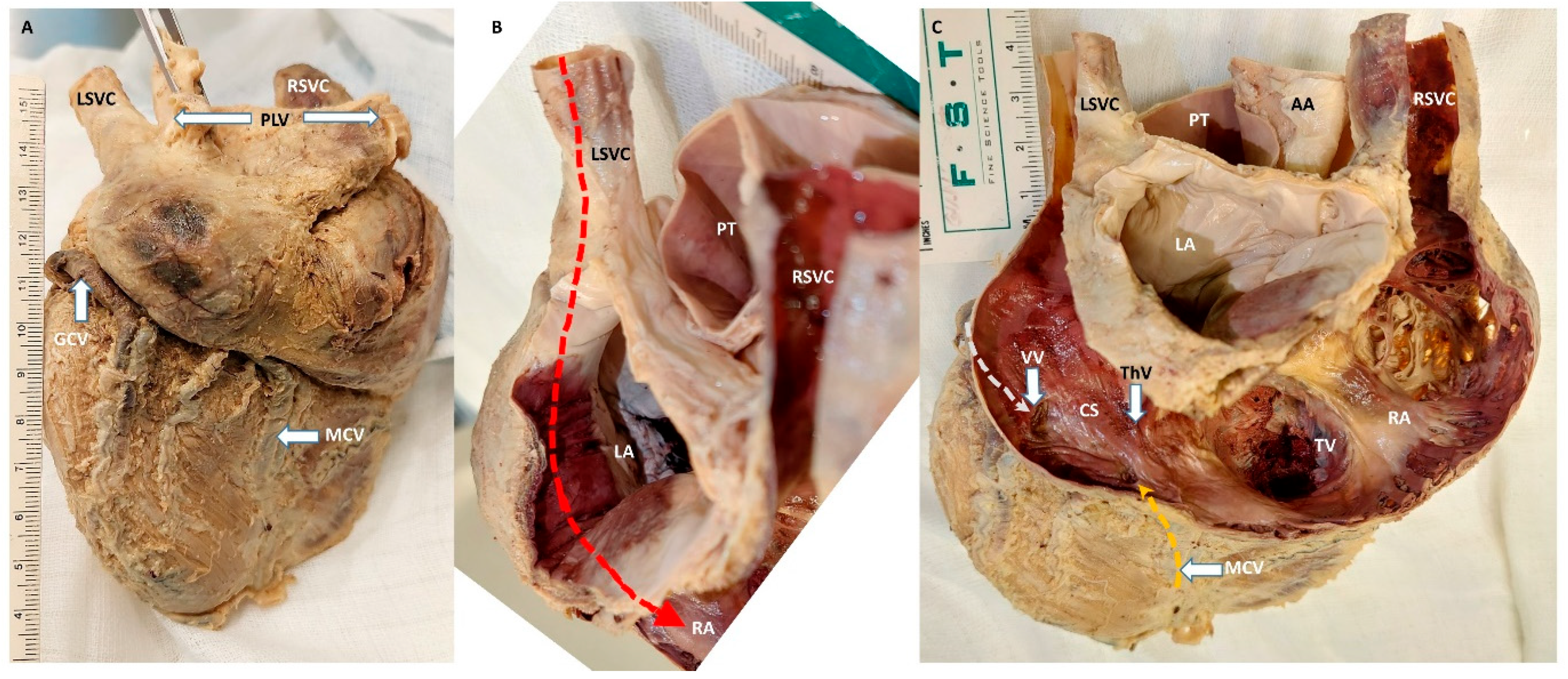 Anatomia 05 00002 g003 Anatomia 05 00002 g003
