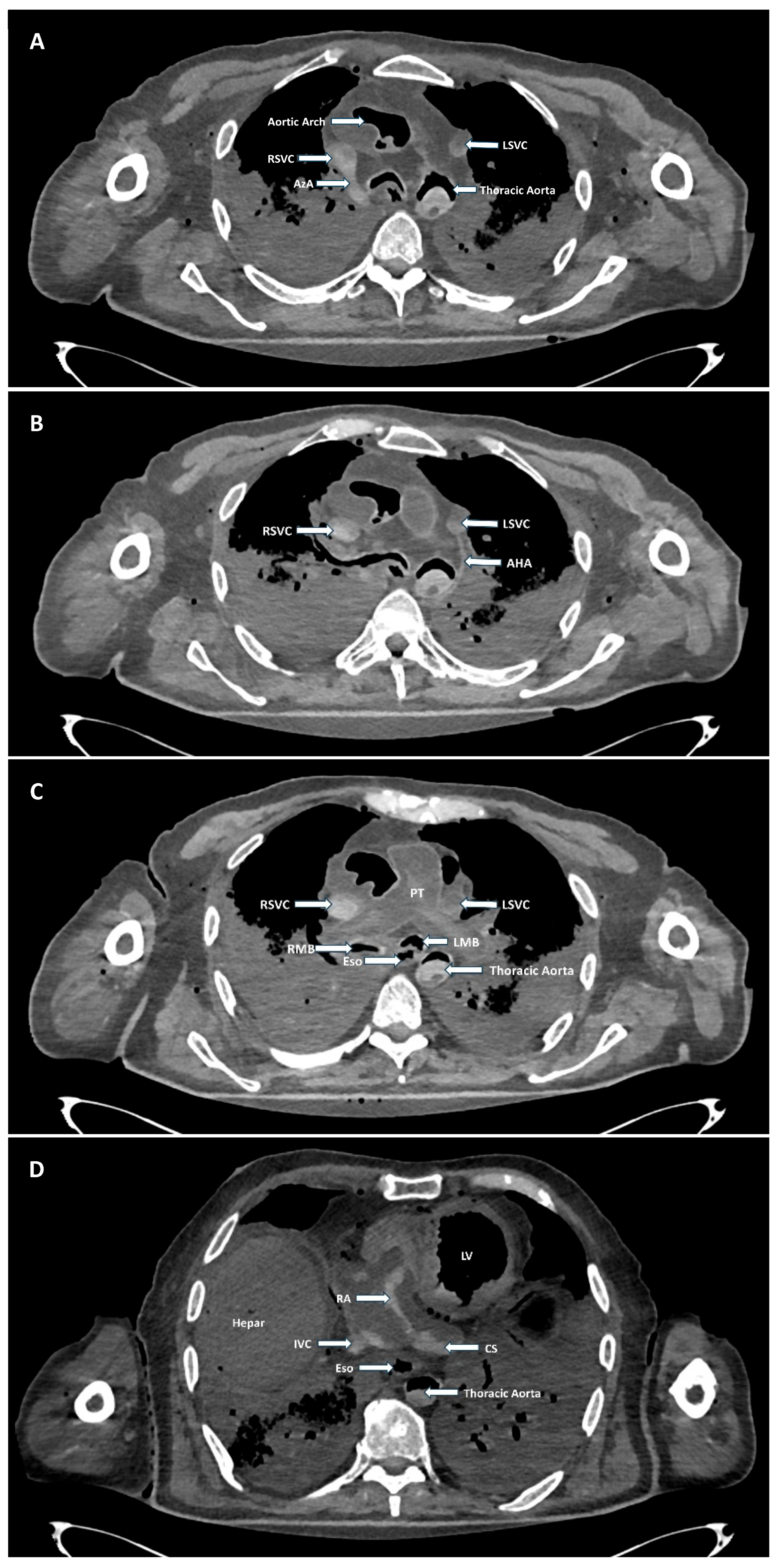 Anatomia 05 00002 g004 Anatomia 05 00002 g004
