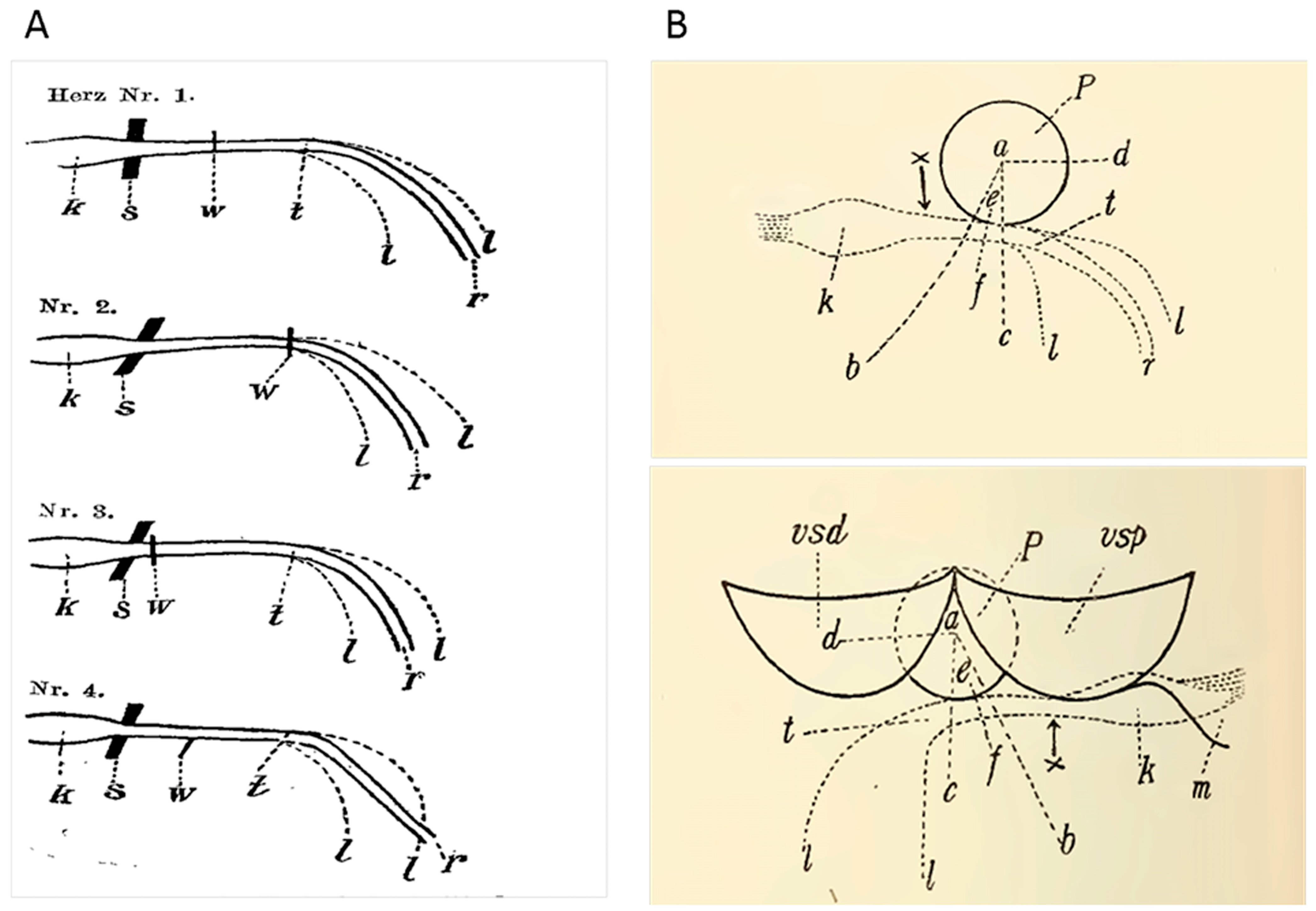 Anatomia 05 00003 g001