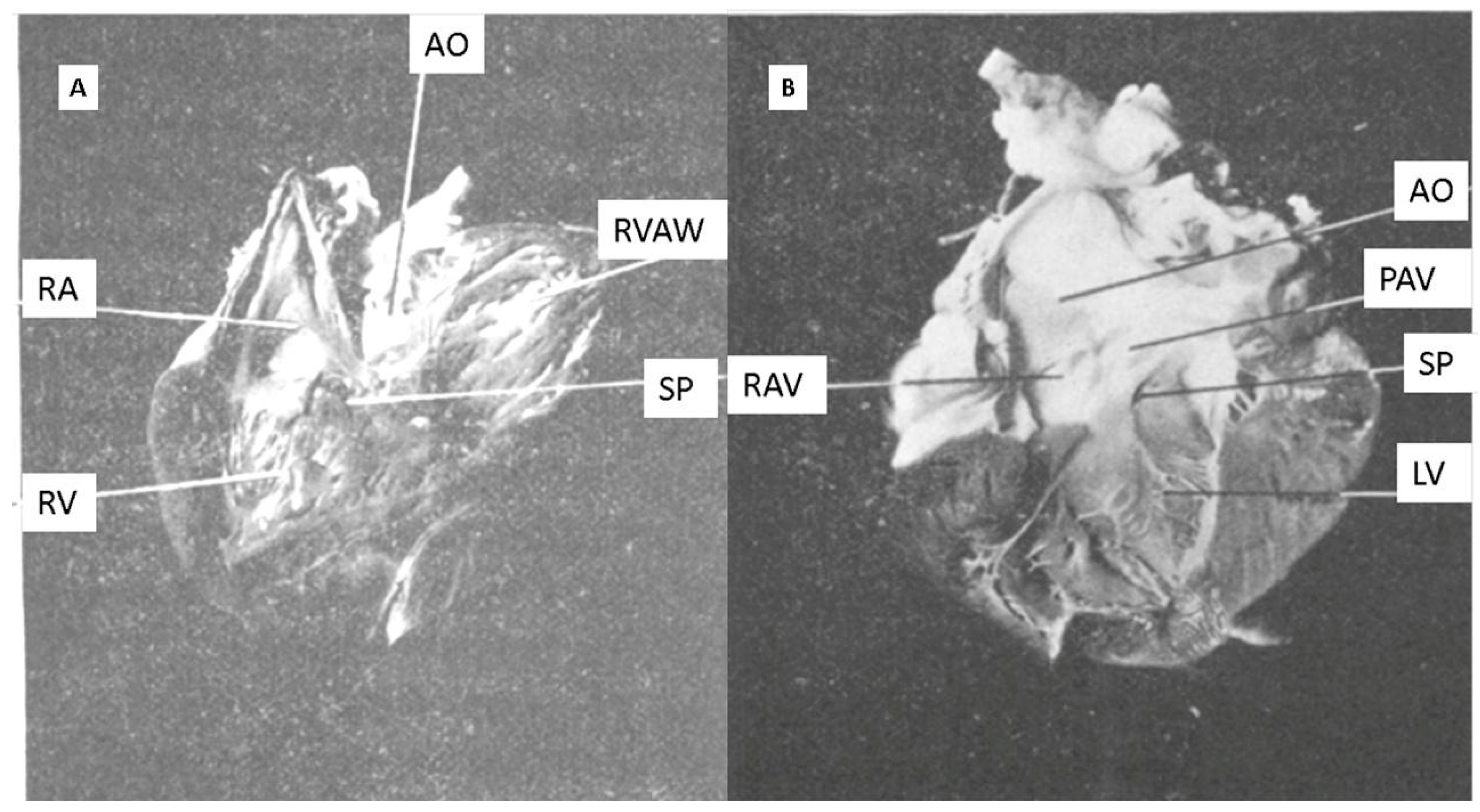 Anatomia 05 00003 g002