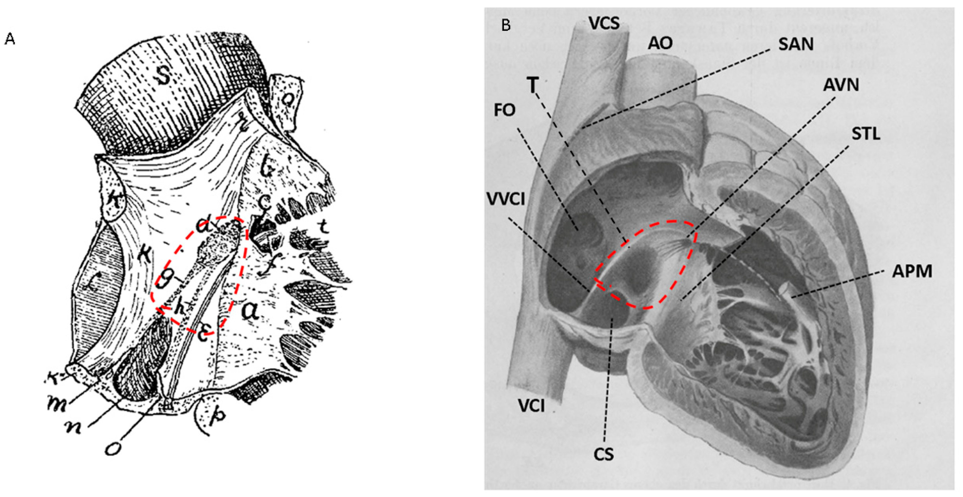 Anatomia 05 00003 g003