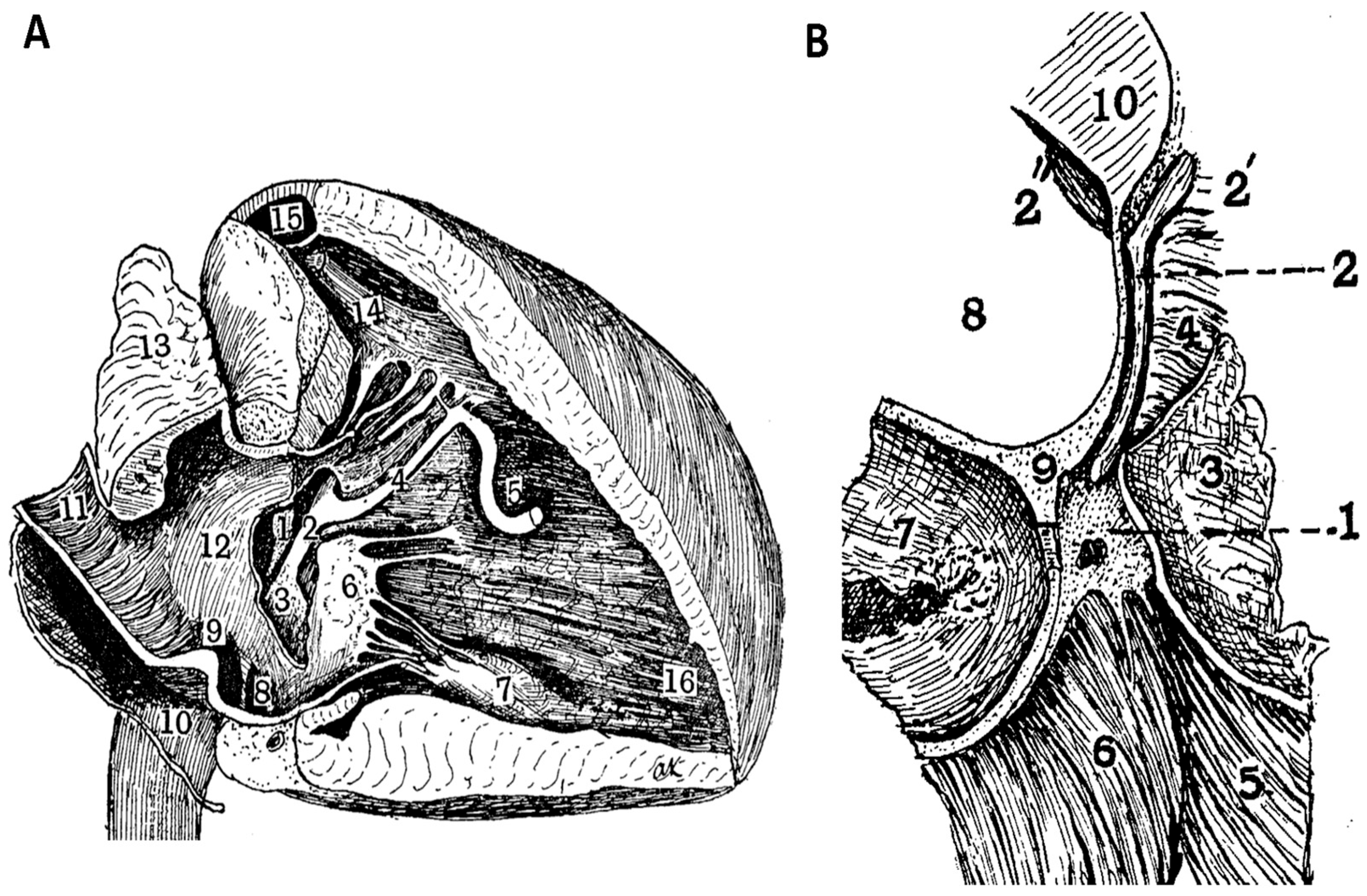 Anatomia 05 00003 g005