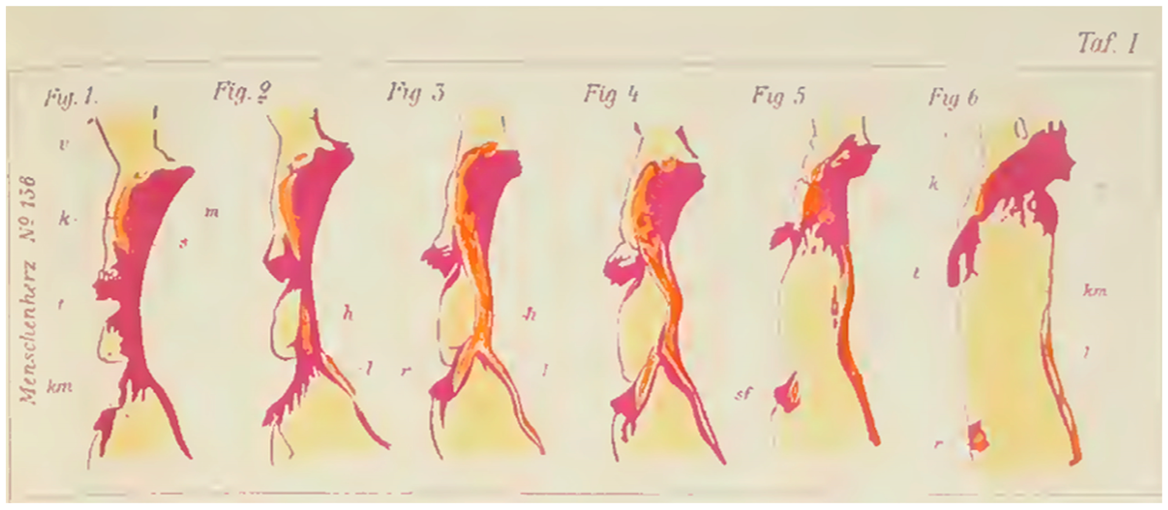 Anatomia 05 00003 g007