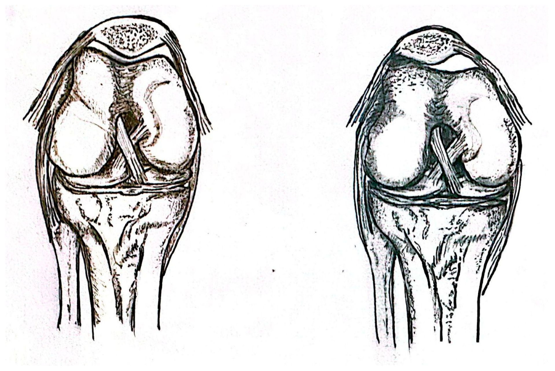 Anatomia 05 00004 g002
