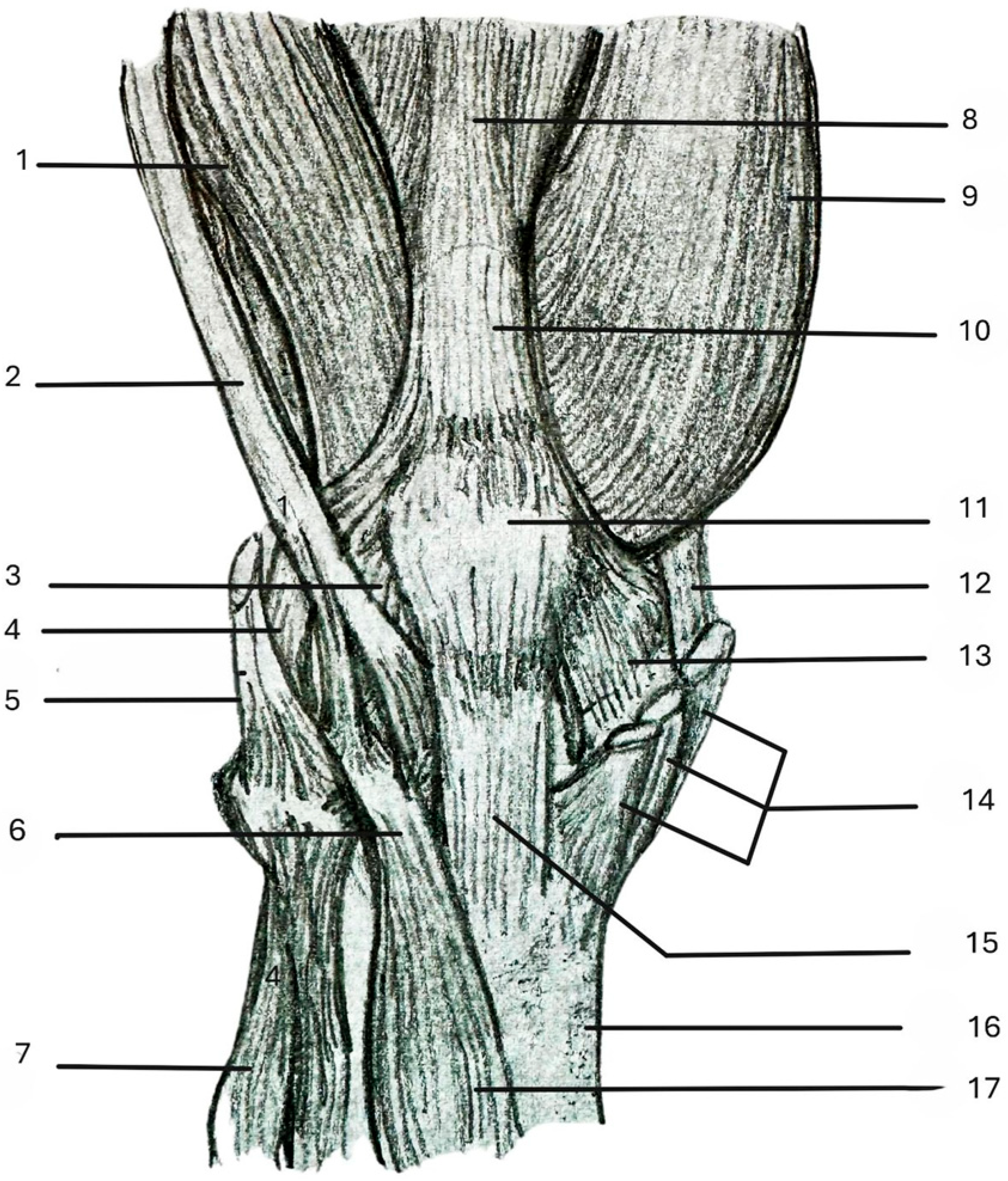 Anatomia 05 00004 g003