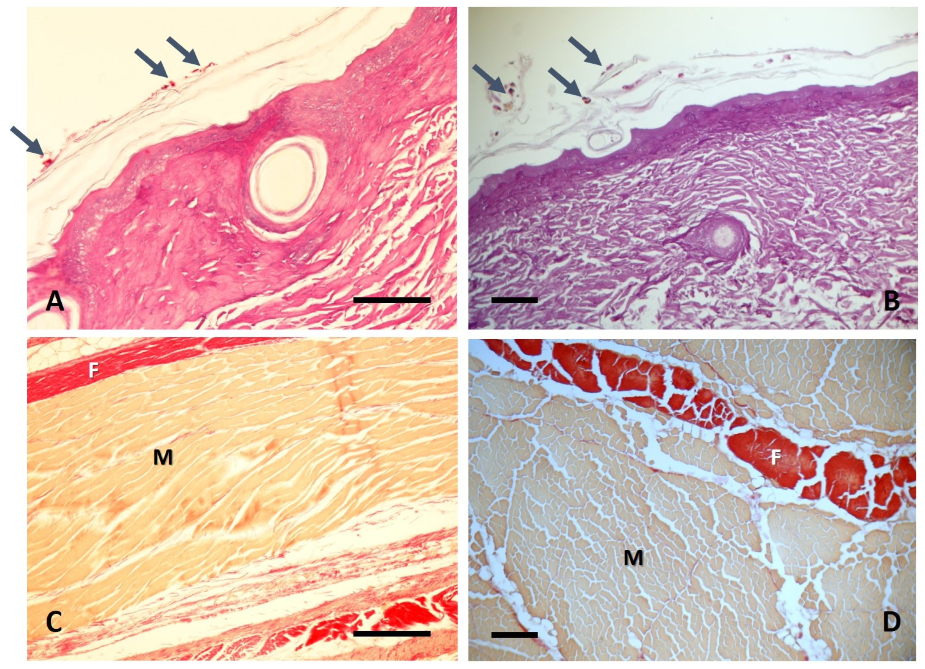 Anatomia 05 00010 g006 Anatomia 05 00010 g006