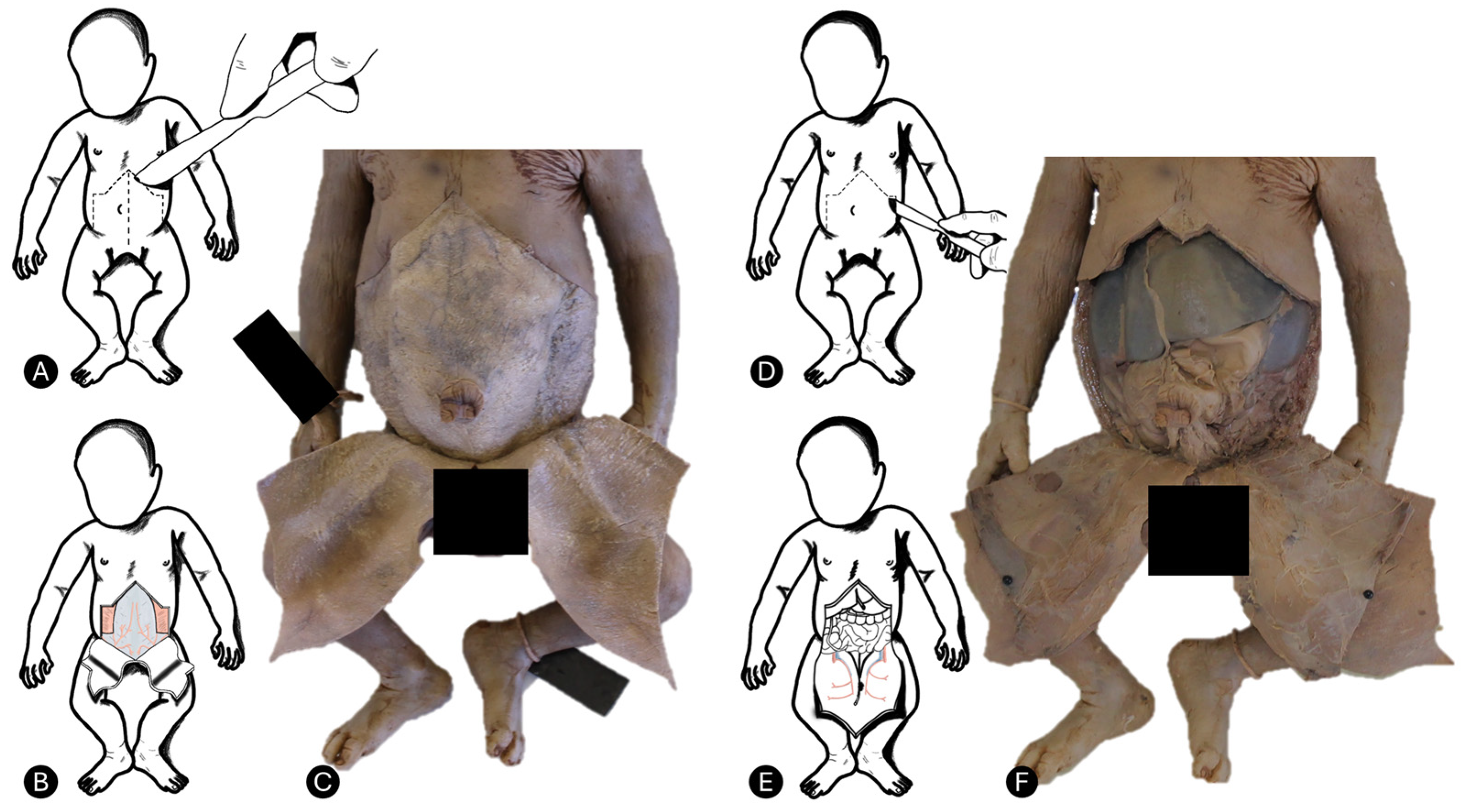 Anatomia 05 00012 g001