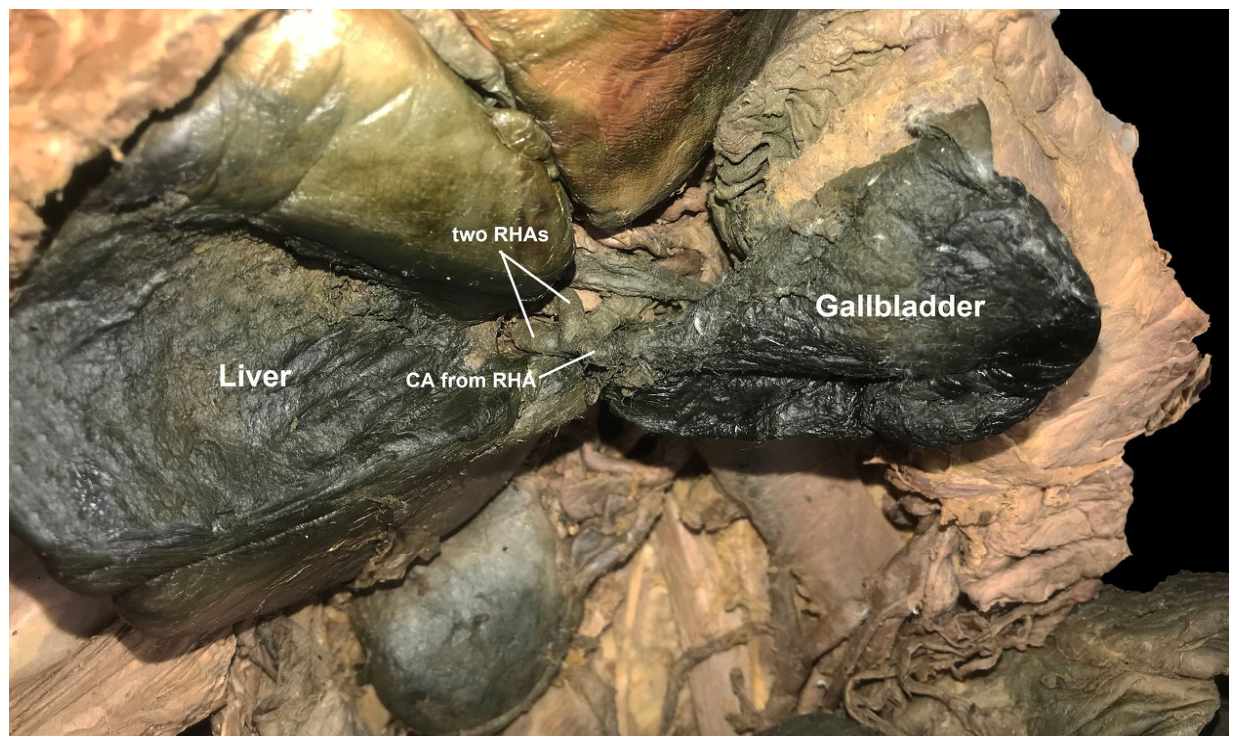 Anatomia 05 00016 g003 Anatomia 05 00016 g003