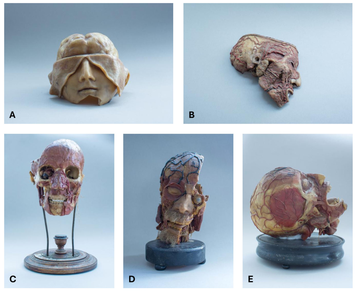 Anatomia 05 00021 g002 Anatomia 05 00021 g002