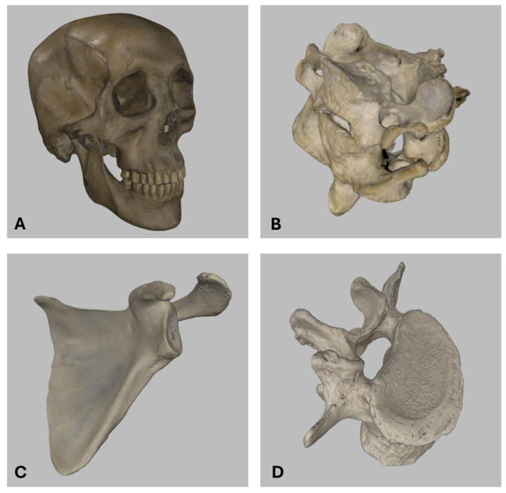 Anatomia 05 00021 g006 Anatomia 05 00021 g006