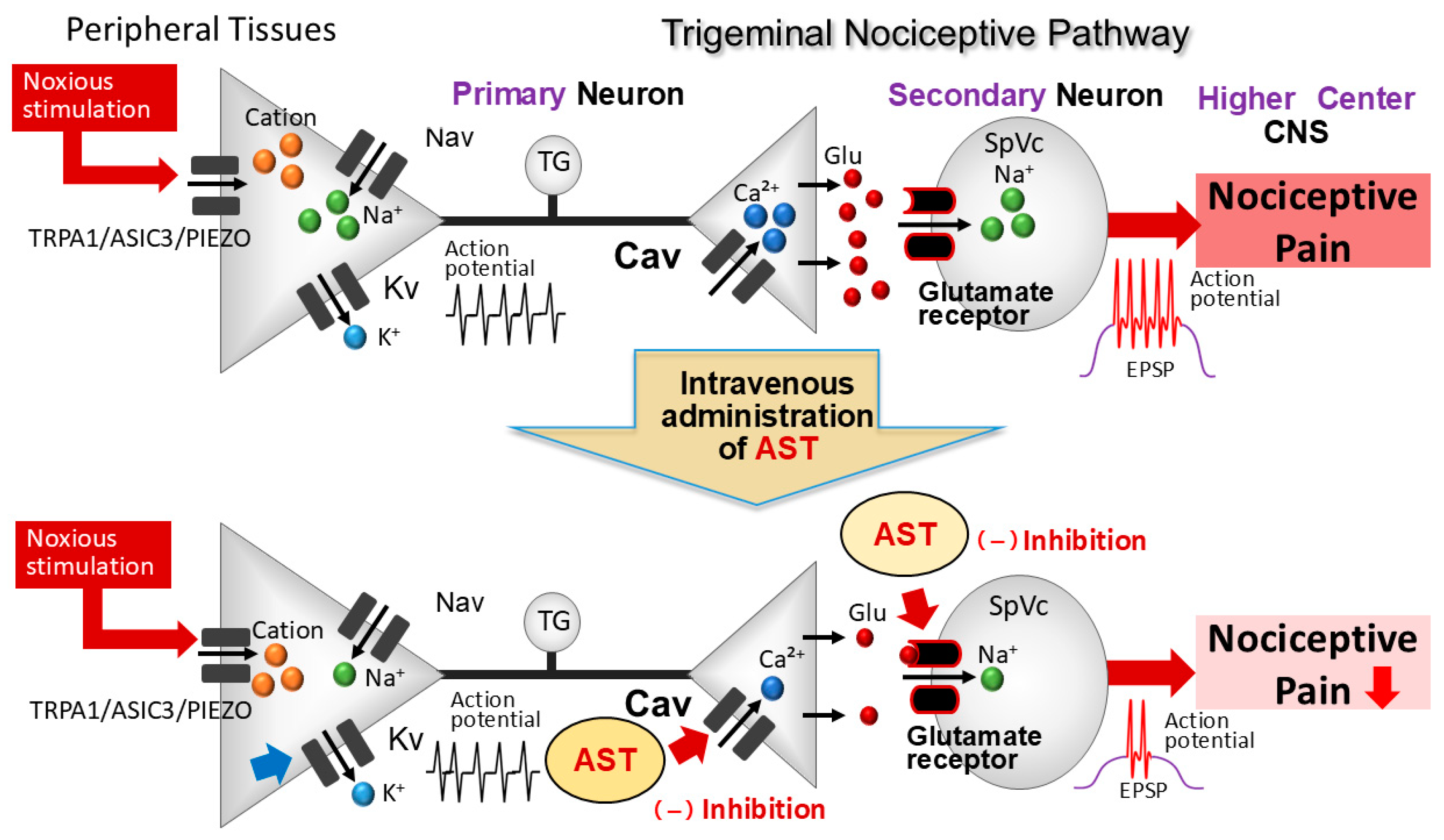 Anesthres 01 00012 g006