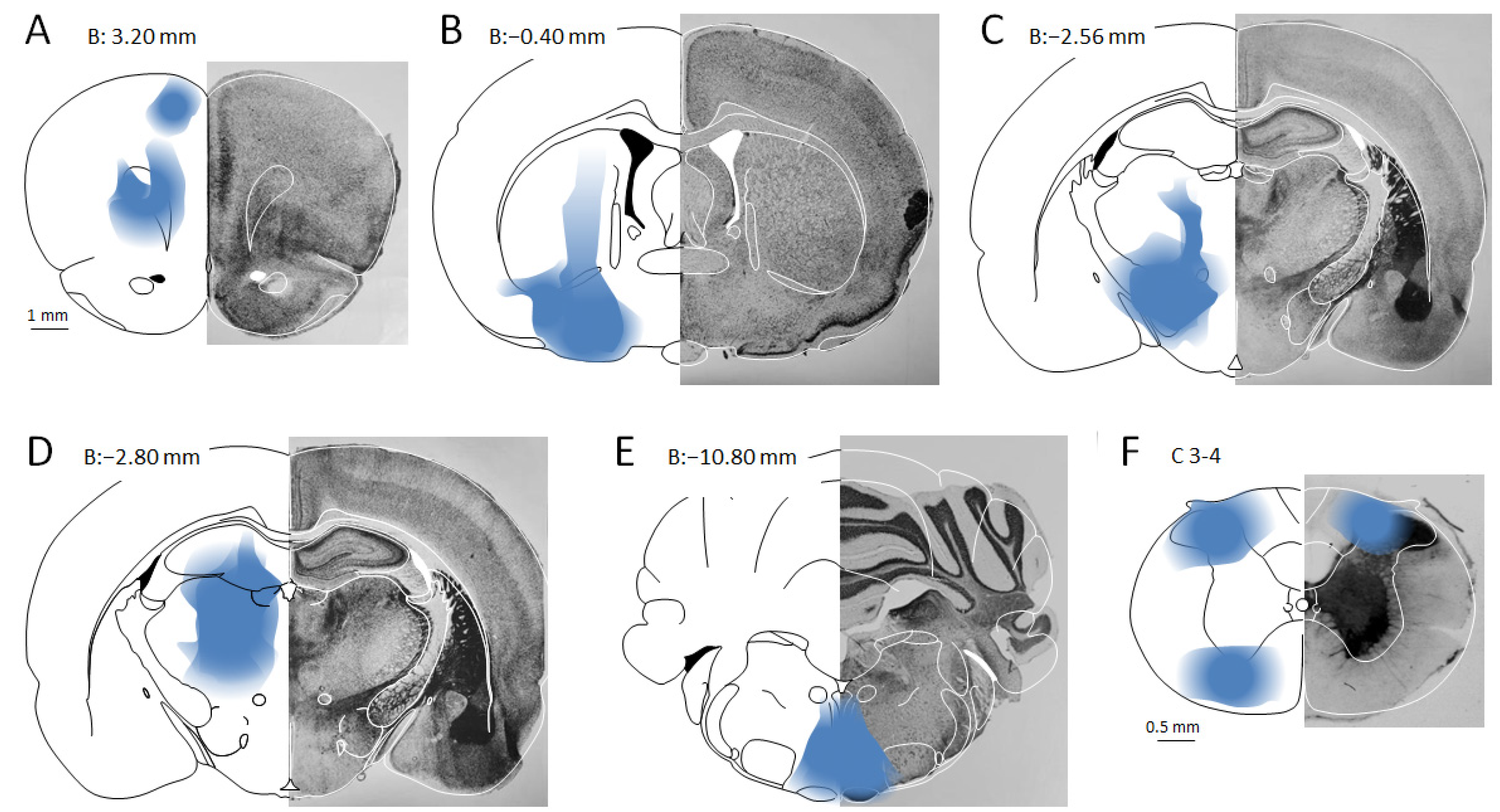 Anesthres 02 00026 g002