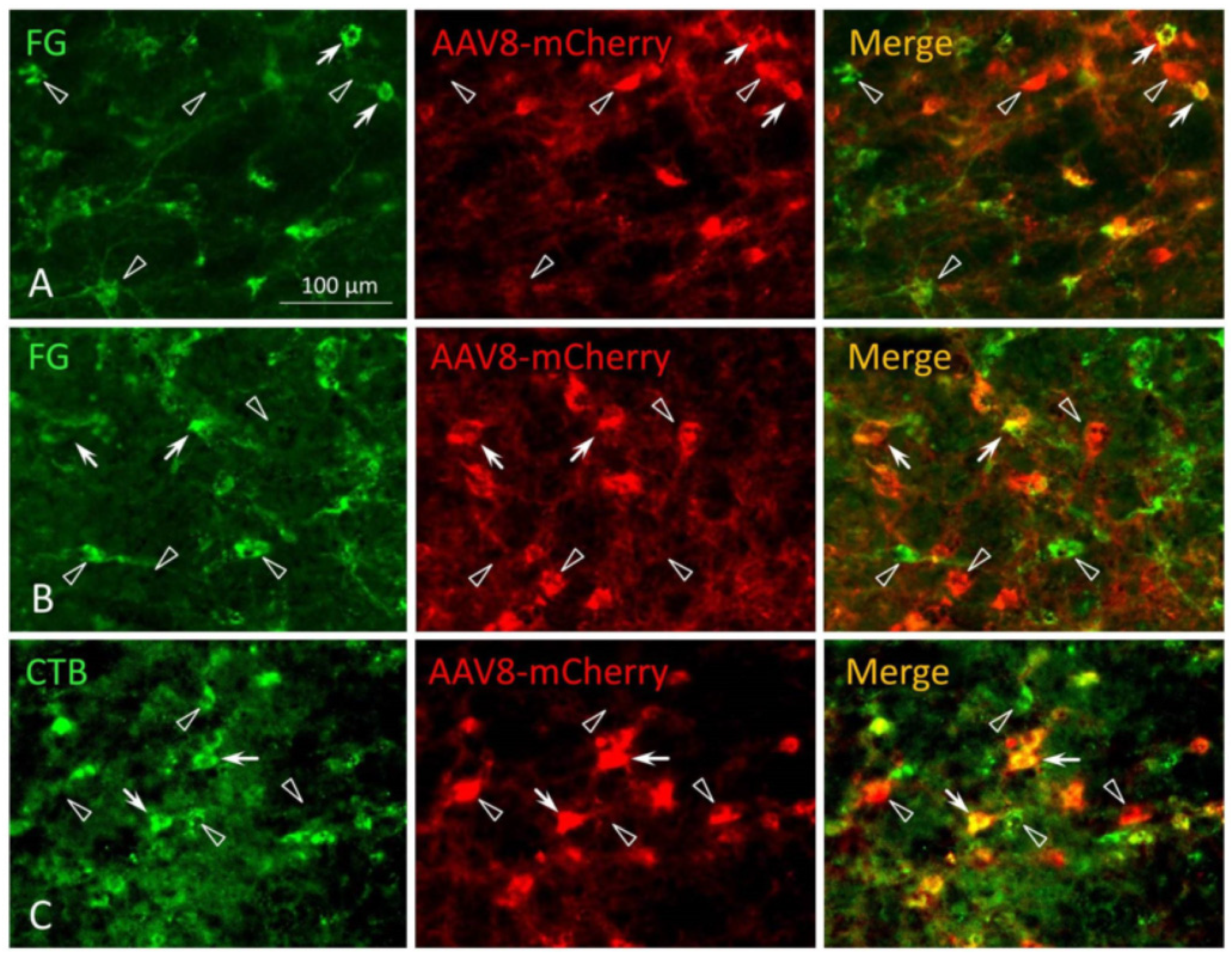 Anesthres 02 00026 g004