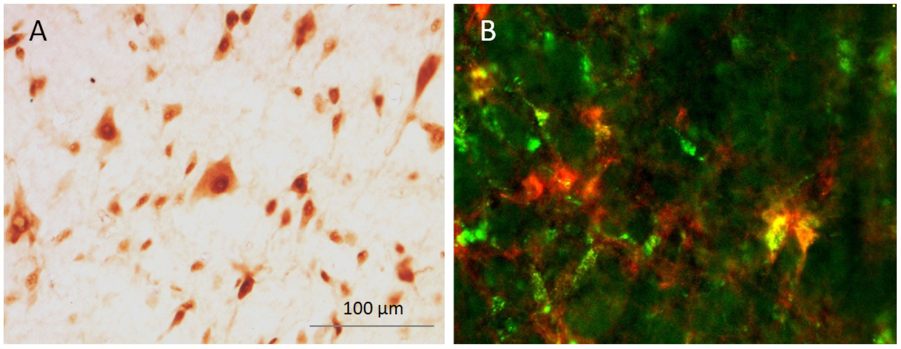 Anesthres 02 00026 g005