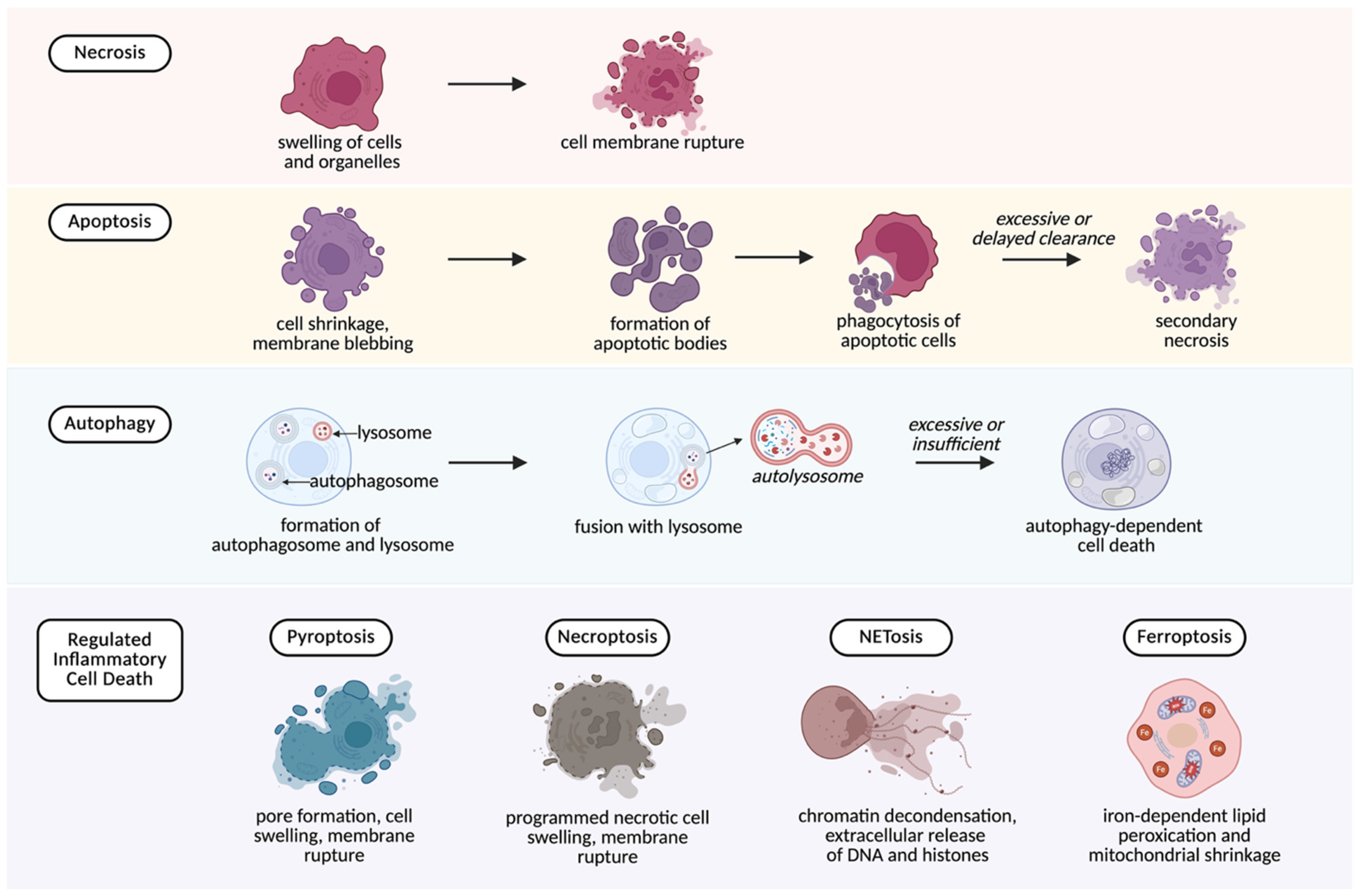 Anesthres 03 00001 g003