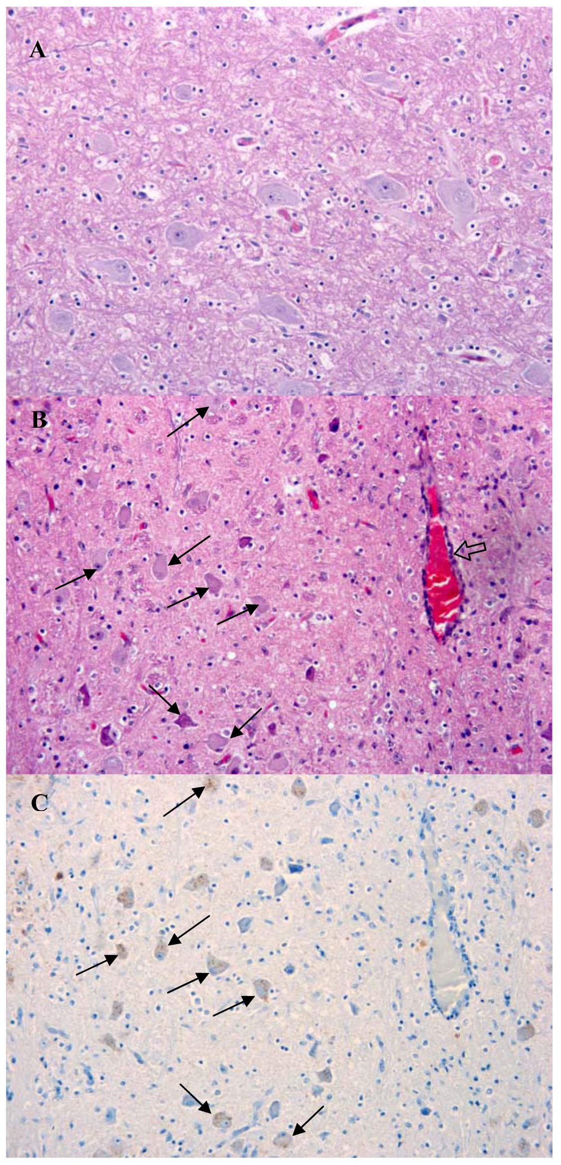 Animals 01 00402f2 1024