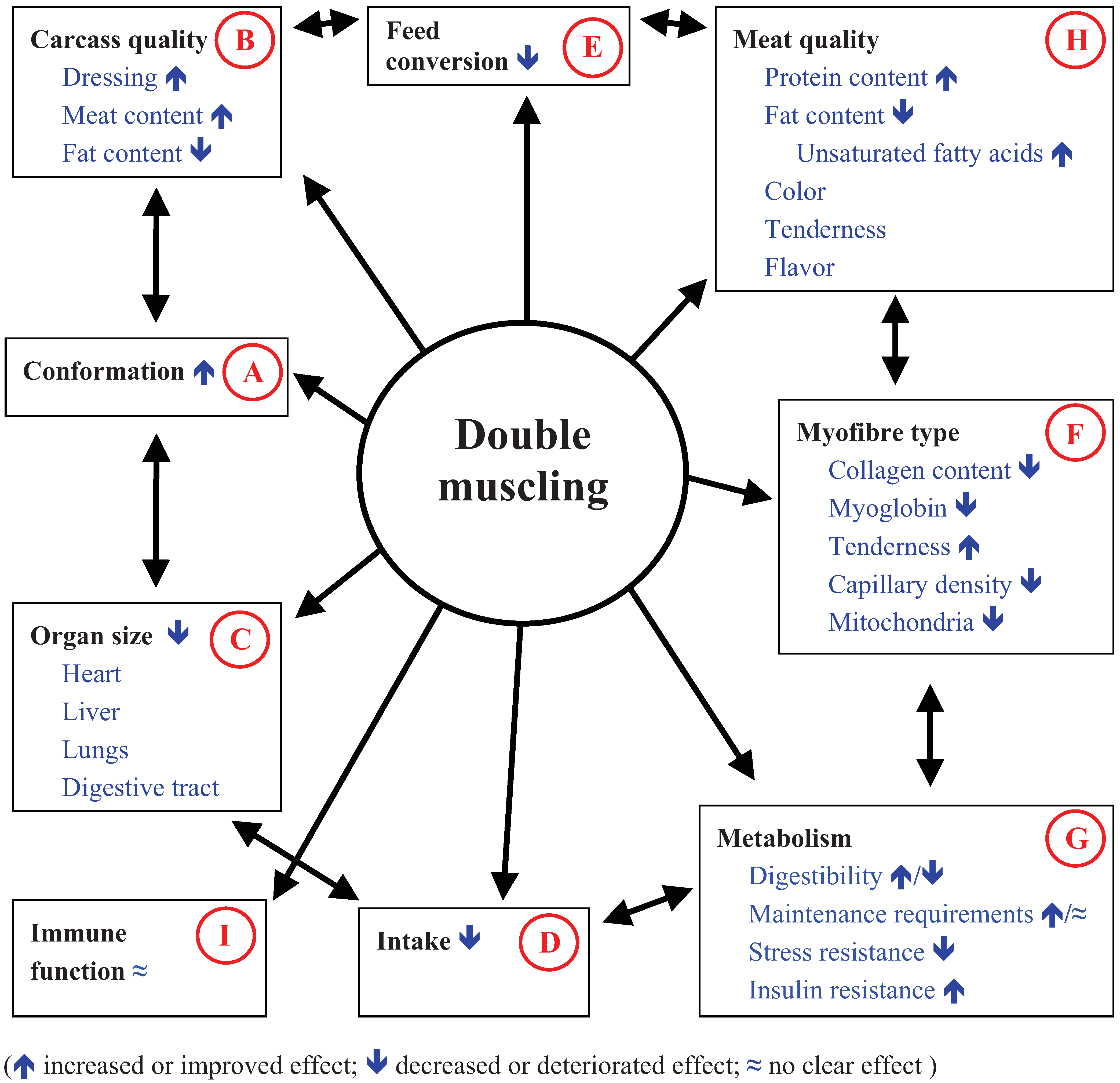 Animals | Free Full-Text | Double Muscling in Cattle: Genes