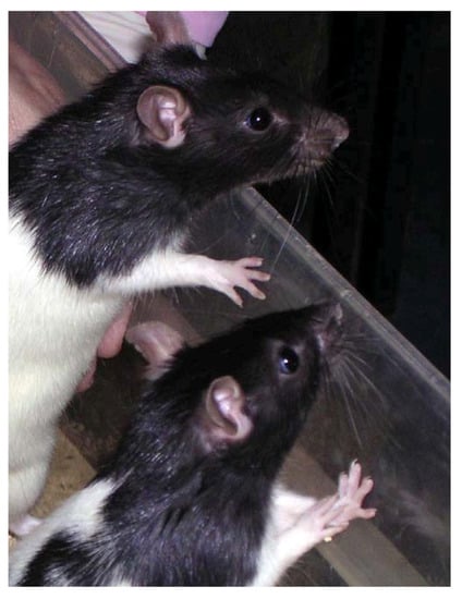 48 Cursed rats ideas  rats, cute rats, rat king