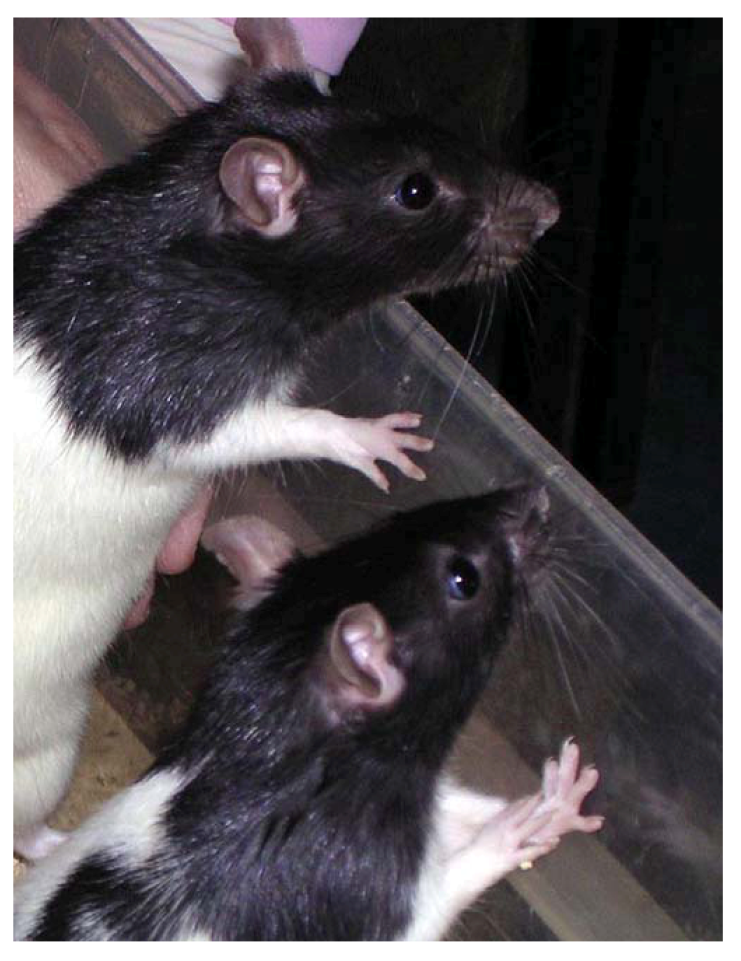 Animals | Free Full-Text | Animal Experiments in Biomedical Research: A Historical Perspective Animals | Free Full-Text | Animal Experiments in Biomedical Research: A Historical Perspective