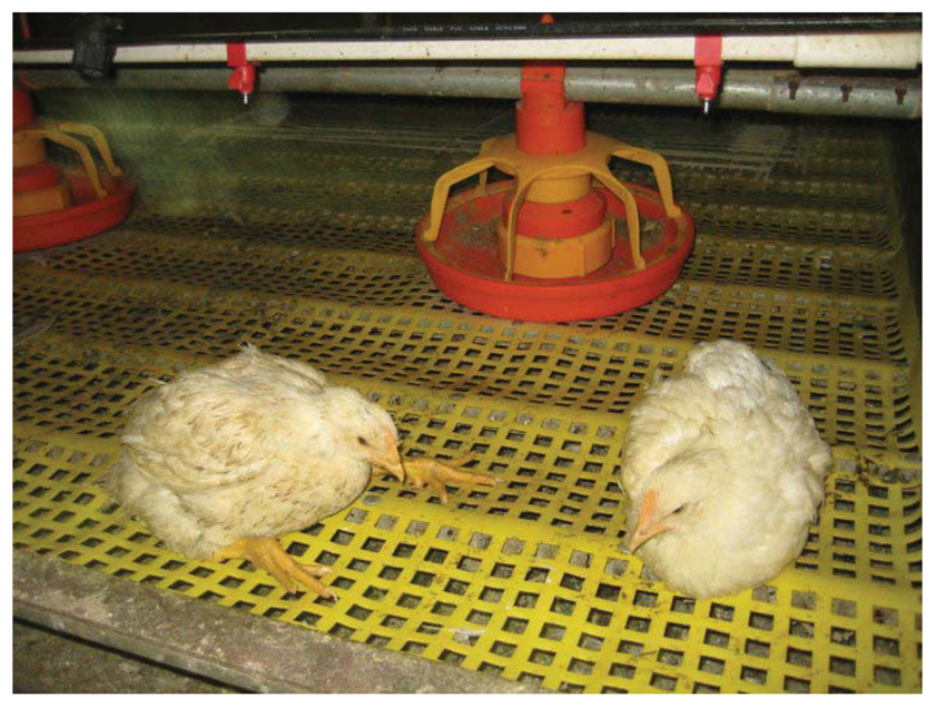 EFSA: alternatives to cages recommended to improve broiler and hen welfare