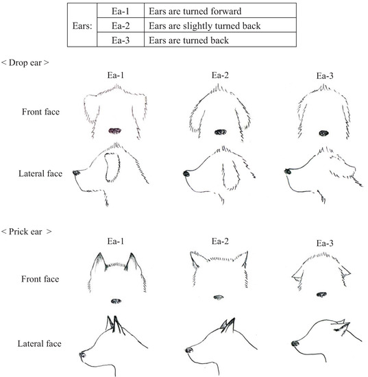 Animals Free FullText Dogs’ Body Language Relevant to Learning
