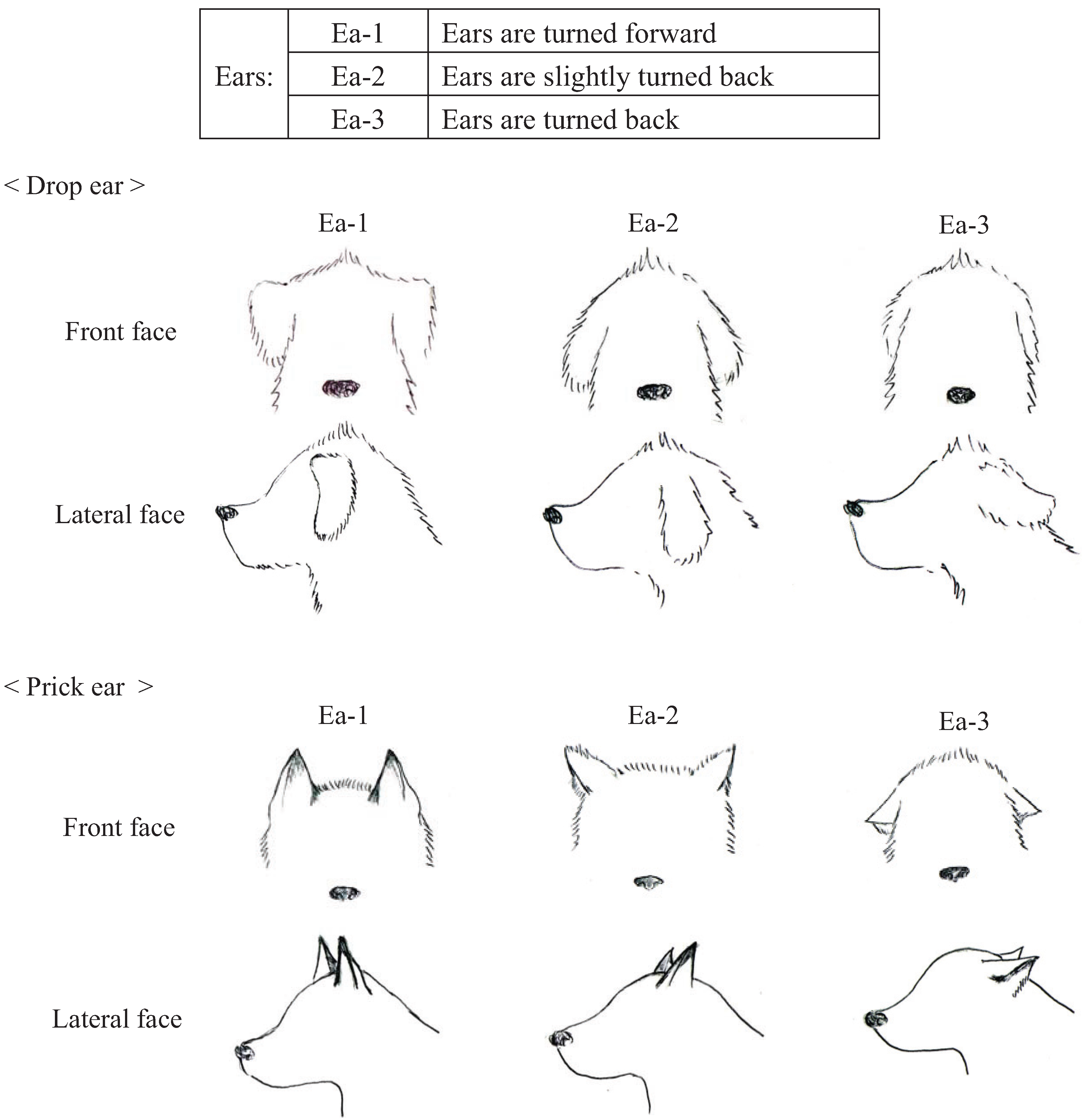 dog ear language