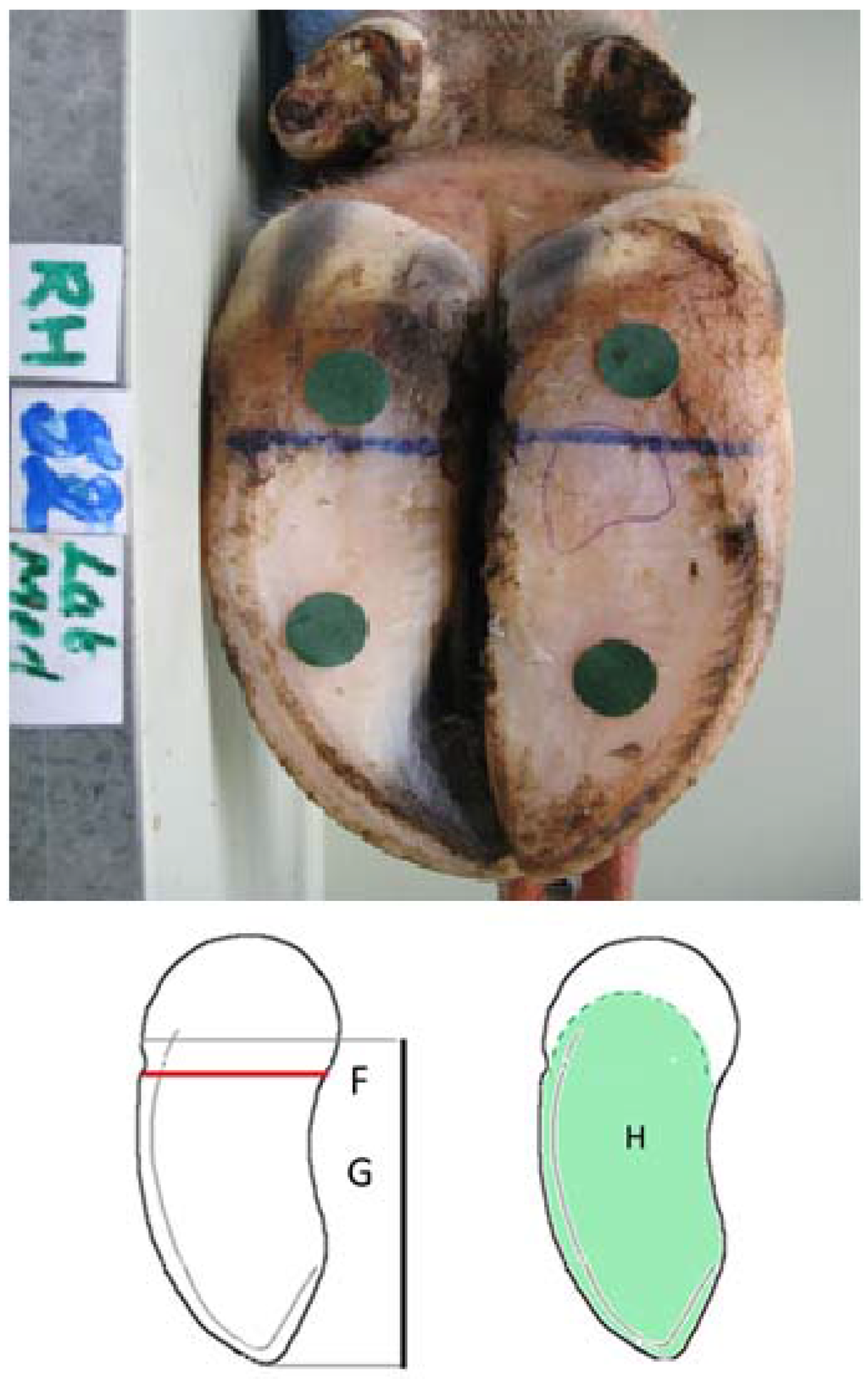 Animals Free FullText Measuring Claw Conformation in Cattle