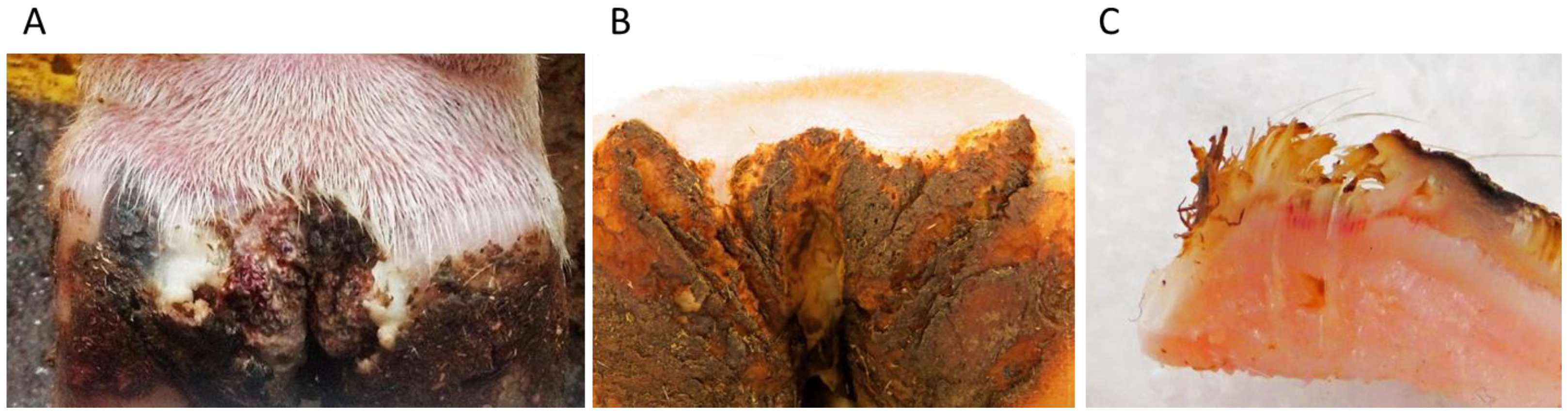 Animals Free Full Text Digital Dermatitis In Cattle Current Bacterial And Immunological Findings Html