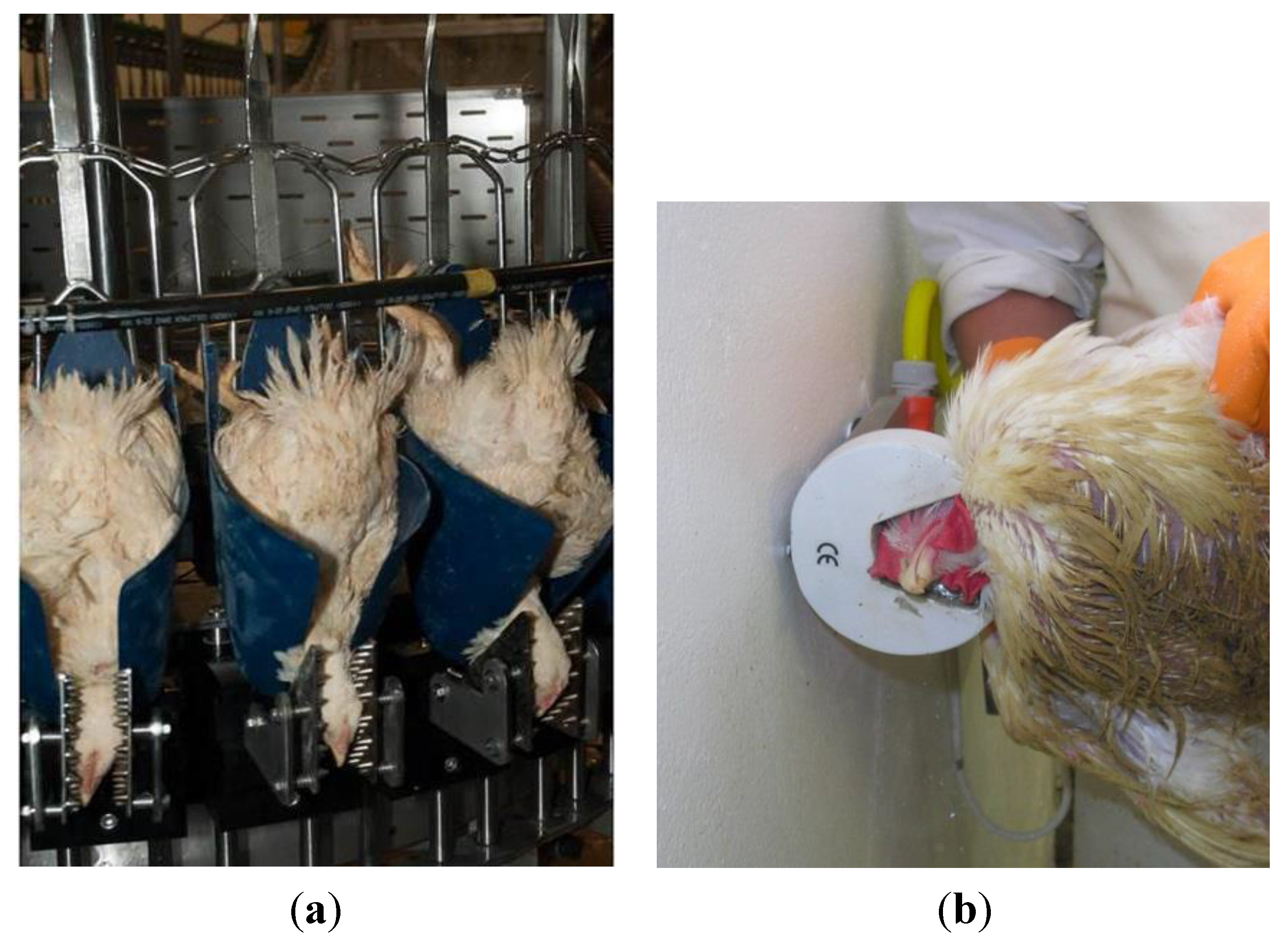 Animals | Free Full-Text | A Review of Different Stunning Methods for  Poultry—Animal Welfare Aspects (Stunning Methods for Poultry)