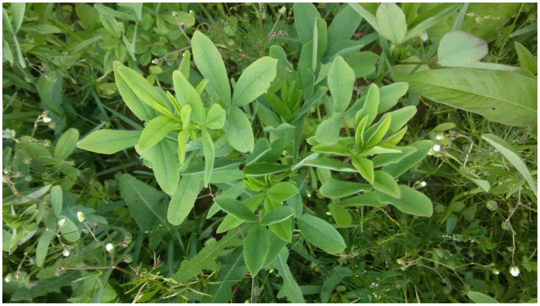 Animals 06 00043 g005 1024