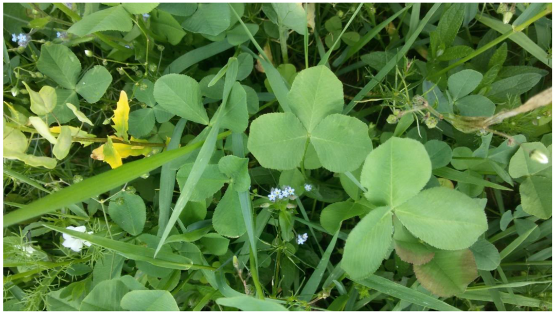 Animals 06 00043 g006 1024