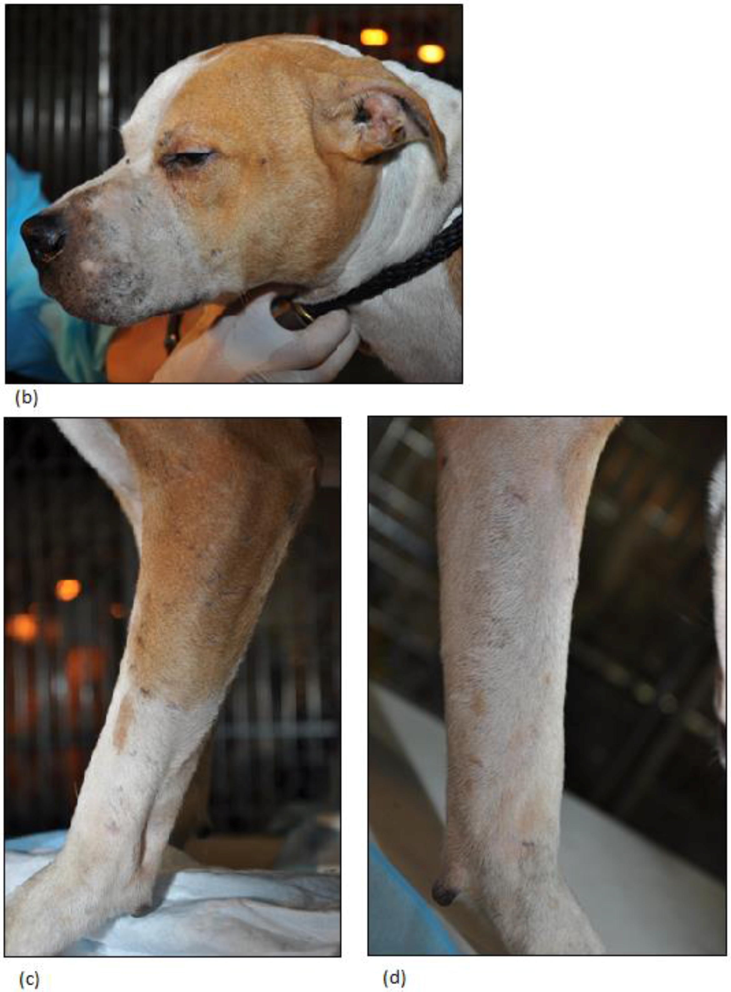 Animals 06 00072 g004b 550