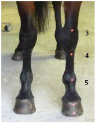 Animals 07 00029 i002 Animals 07 00029 i002