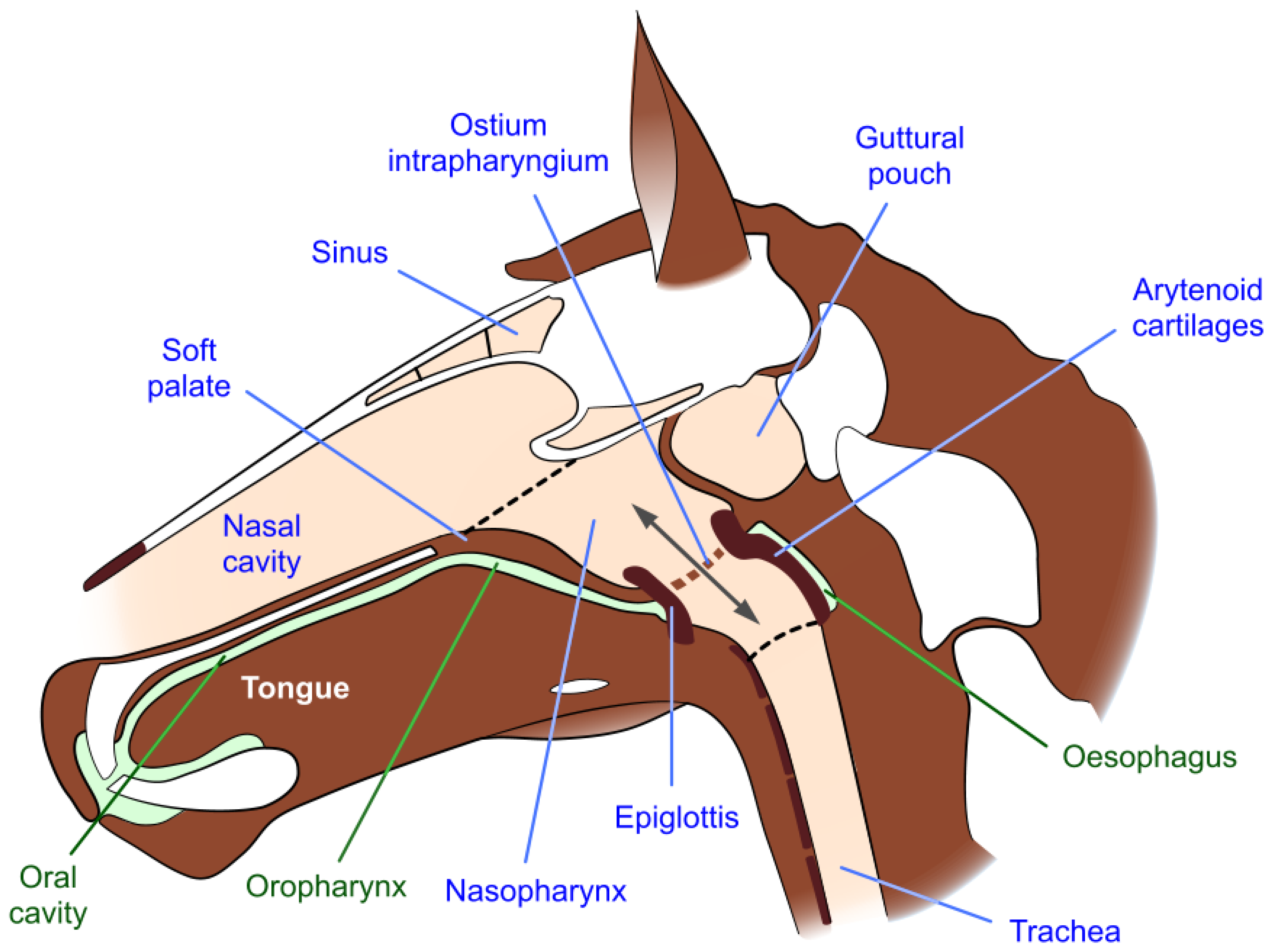 Animals | Free Full-Text | Equine Welfare during Exercise: An