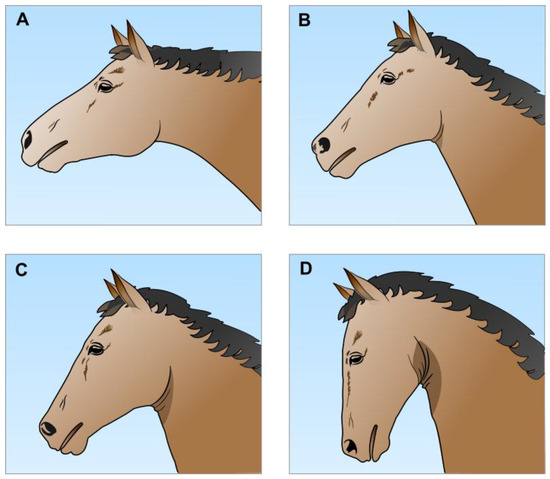 Reduced jowl angle can impair airflow causing breathlessness. 