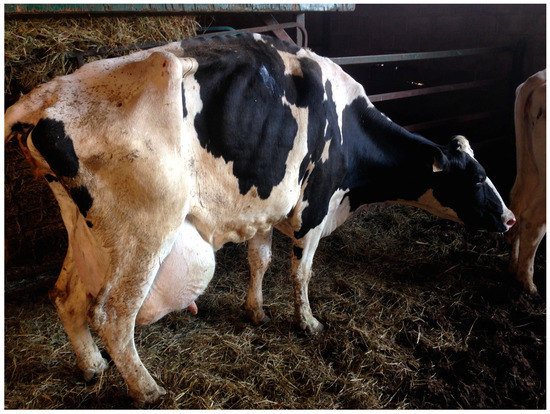 Animals | Free Full-Text | Speaking Up: Veterinary Ethical Responsibilities and Animal Welfare Issues in Everyday Practice Animals | Free Full-Text | Speaking Up: Veterinary Ethical Responsibilities and Animal Welfare Issues in Everyday Practice