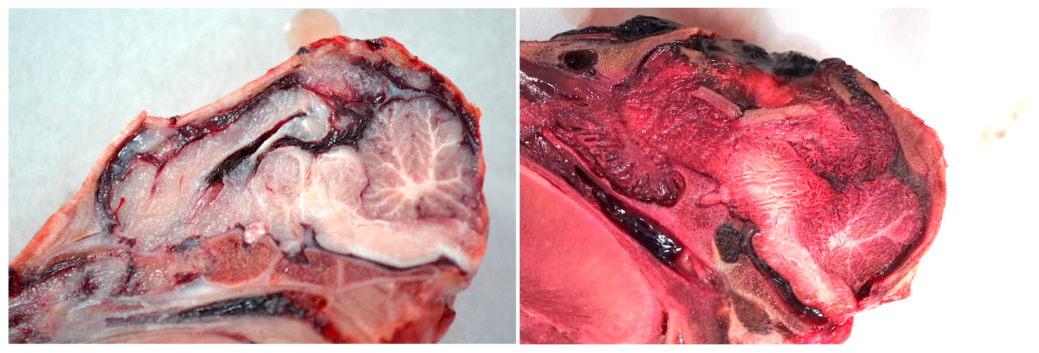 Animals Free FullText The Use of a Captive Bolt for the Euthanasia of