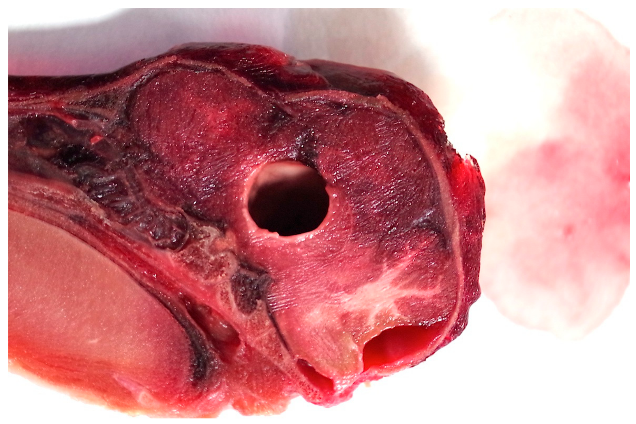 Animals 08 00048 g013