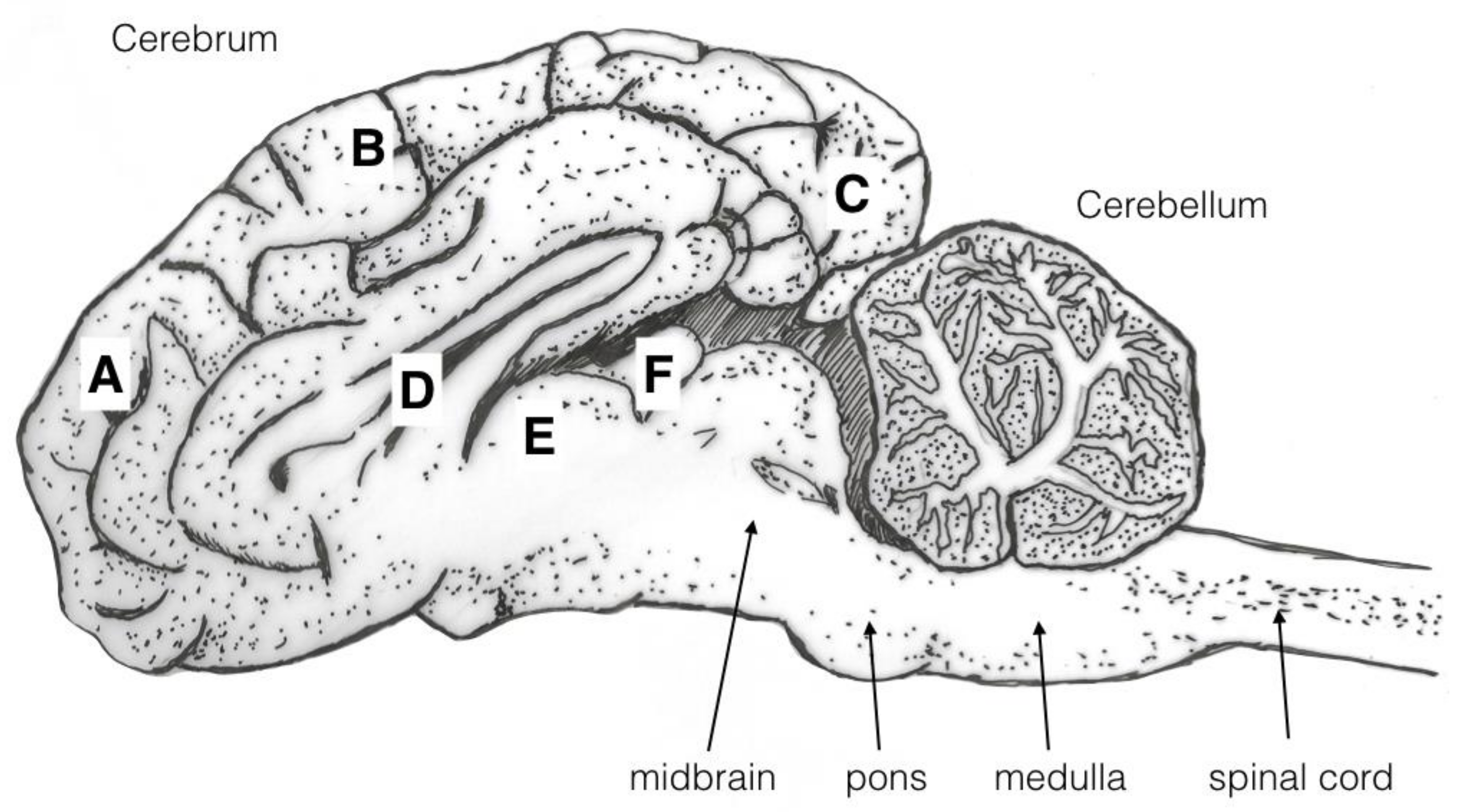 Animals 08 00049 g004 550