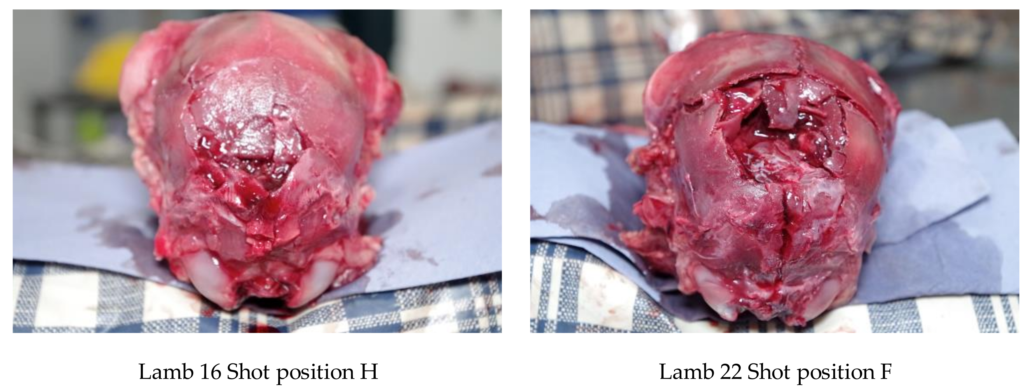 Animals 08 00049 g012 550