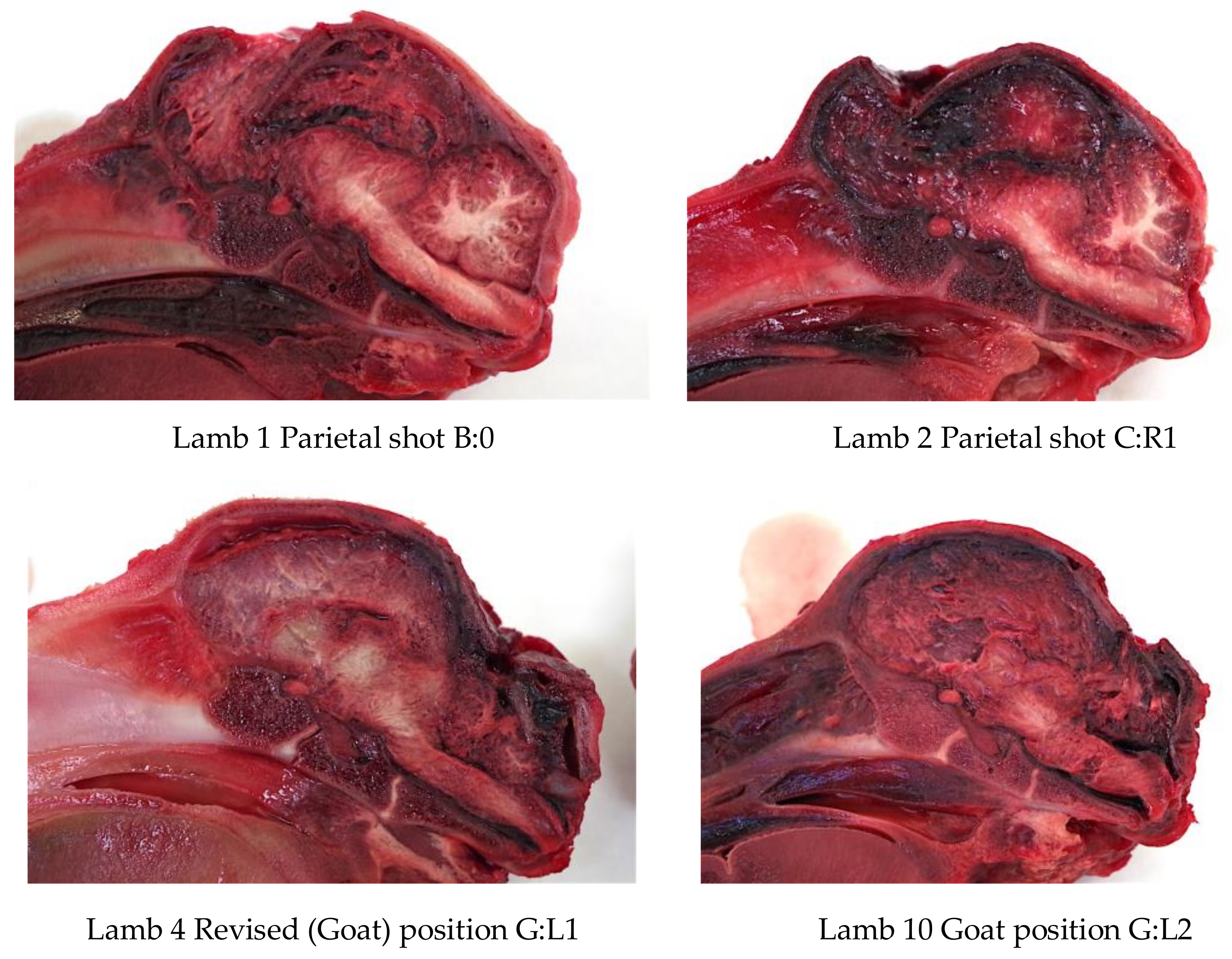 Animals 08 00049 g017 550