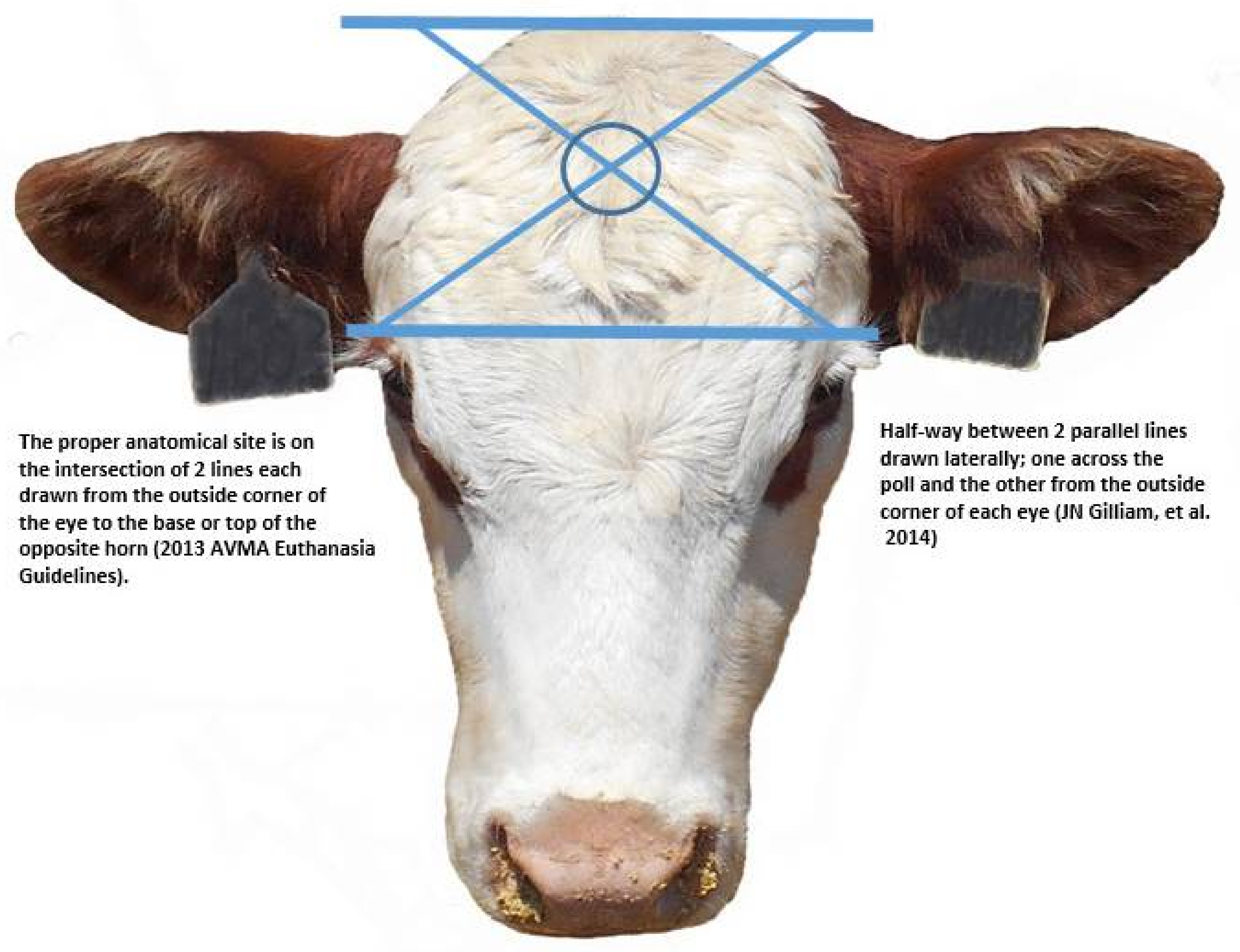 Animals | Free Full-Text | Euthanasia of Cattle: Practical Considerations and Application Animals | Free Full-Text | Euthanasia of Cattle: Practical Considerations and Application